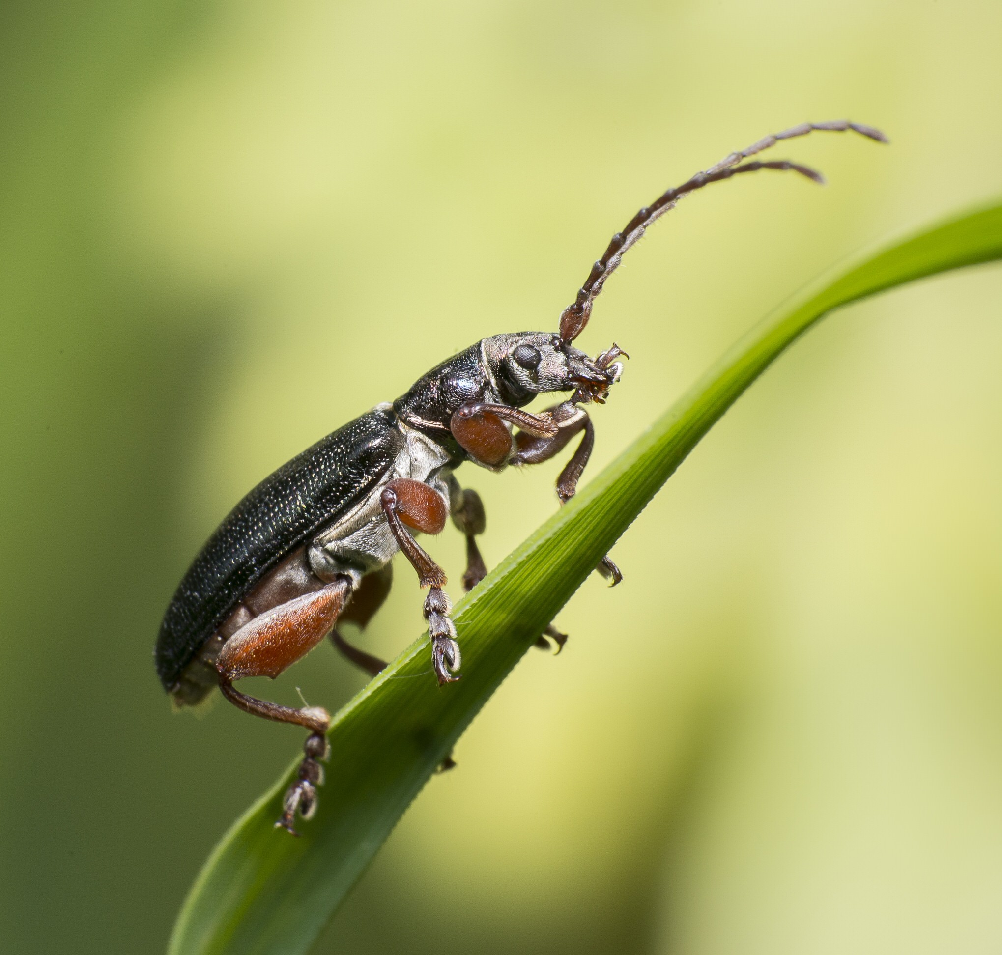 A reed beetle (Plateumaris sp.) of the beetle family Chrysomelidae. This is an uncommon species in the UK, though Woodwalton Fen provides a typical habitat for these reed-feeding insects.