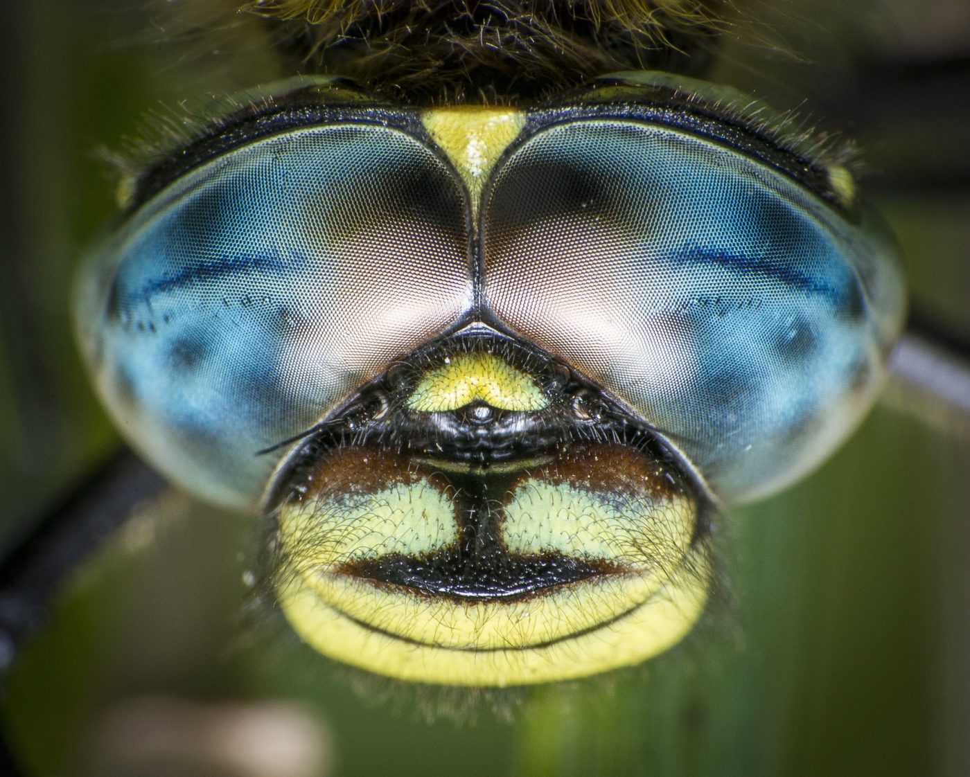 Dorsal view of the head of a male migrant hawker dragonfly, Aeshna mixta, resting on a reed in Woodwalton Fen.