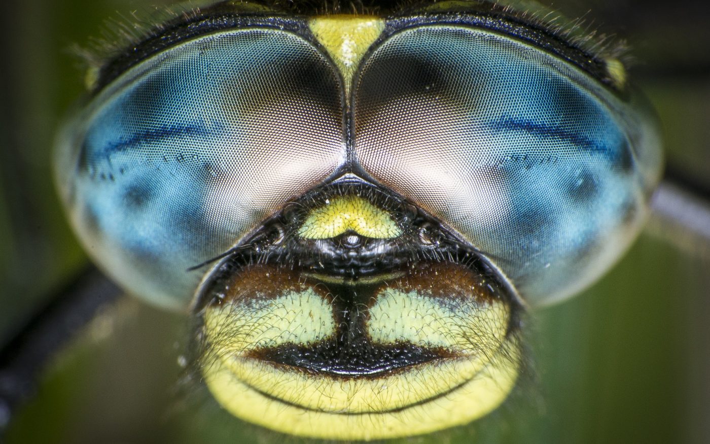 Dorsal view of the head of a male migrant hawker dragonfly, Aeshna mixta, resting on a reed in Woodwalton Fen.