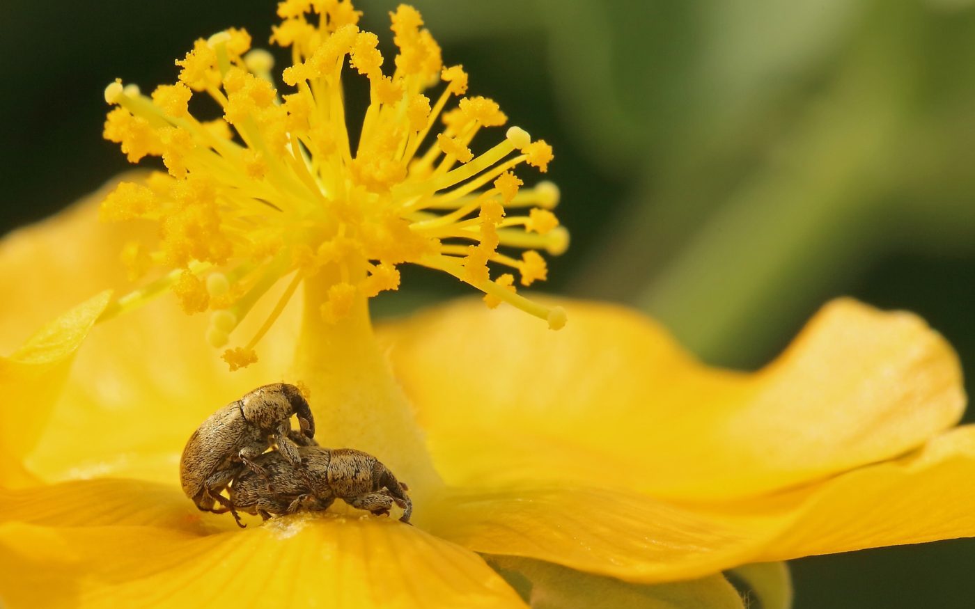 A pair of weevils mating in the seclusion of a large colourful flower in Vadodara, Gujarat.