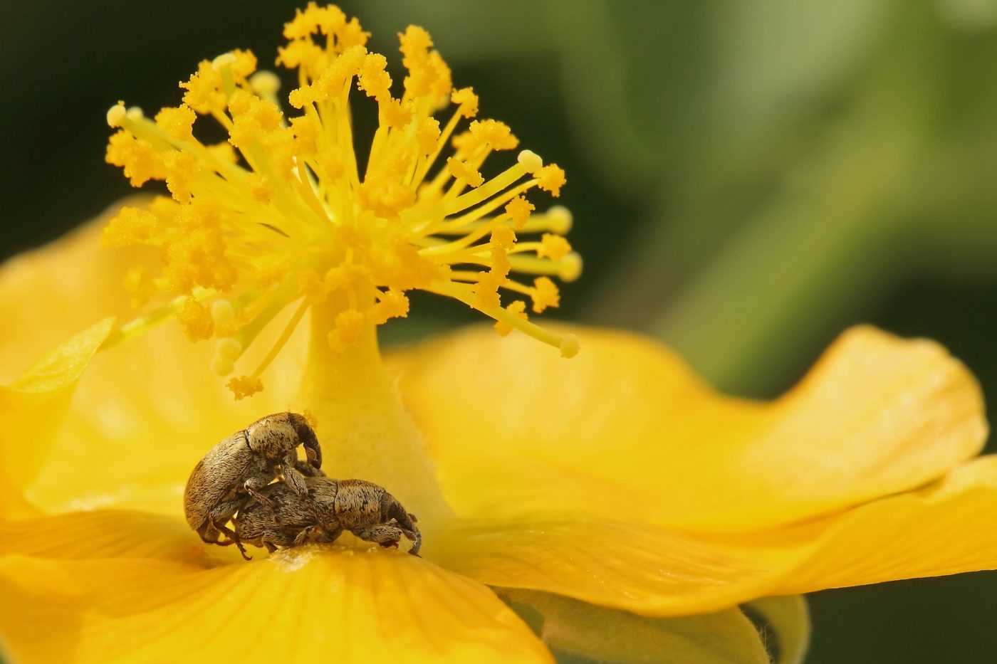 A pair of weevils mating in the seclusion of a large colourful flower in Vadodara, Gujarat.