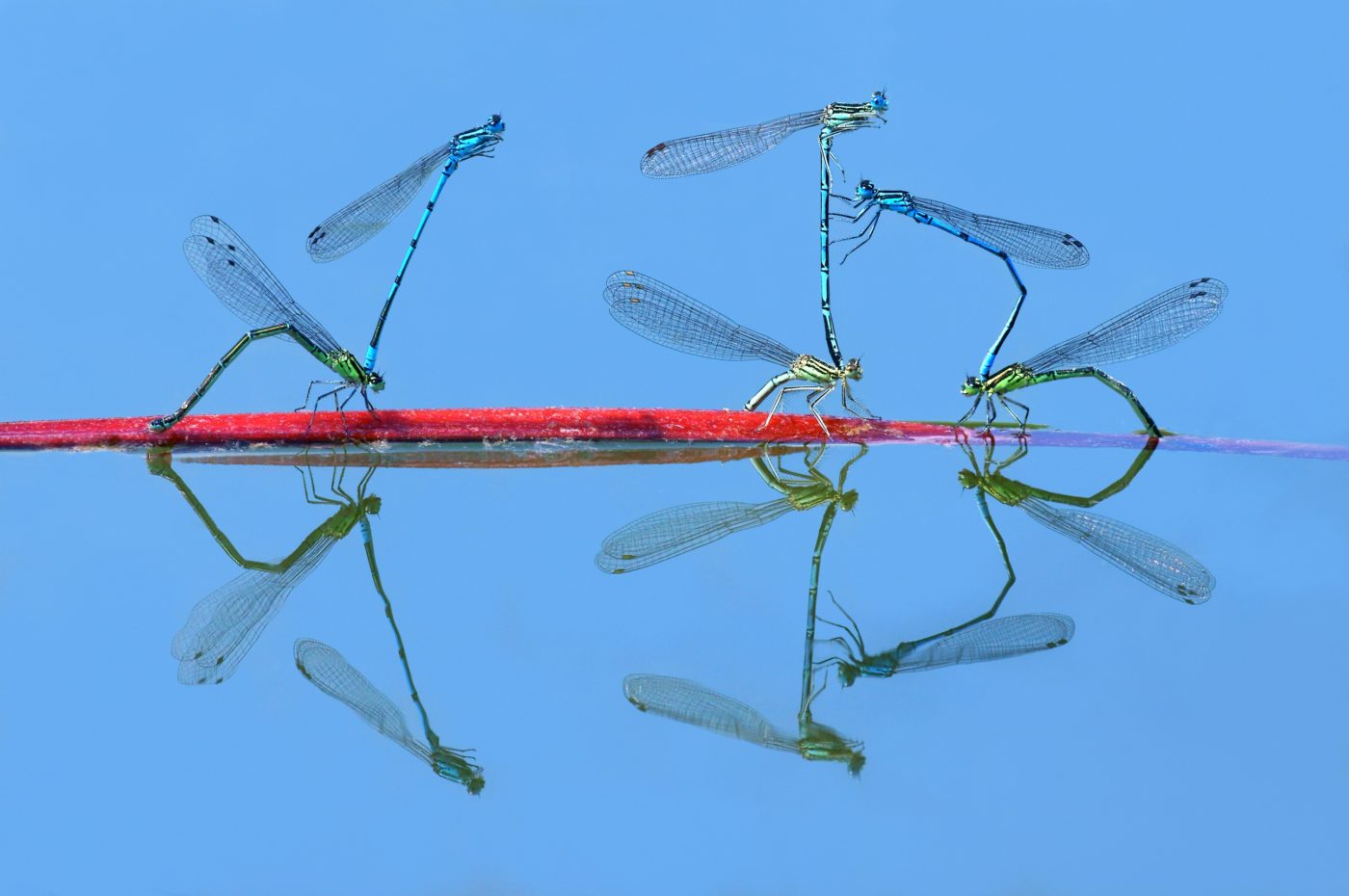 Damselflies mating