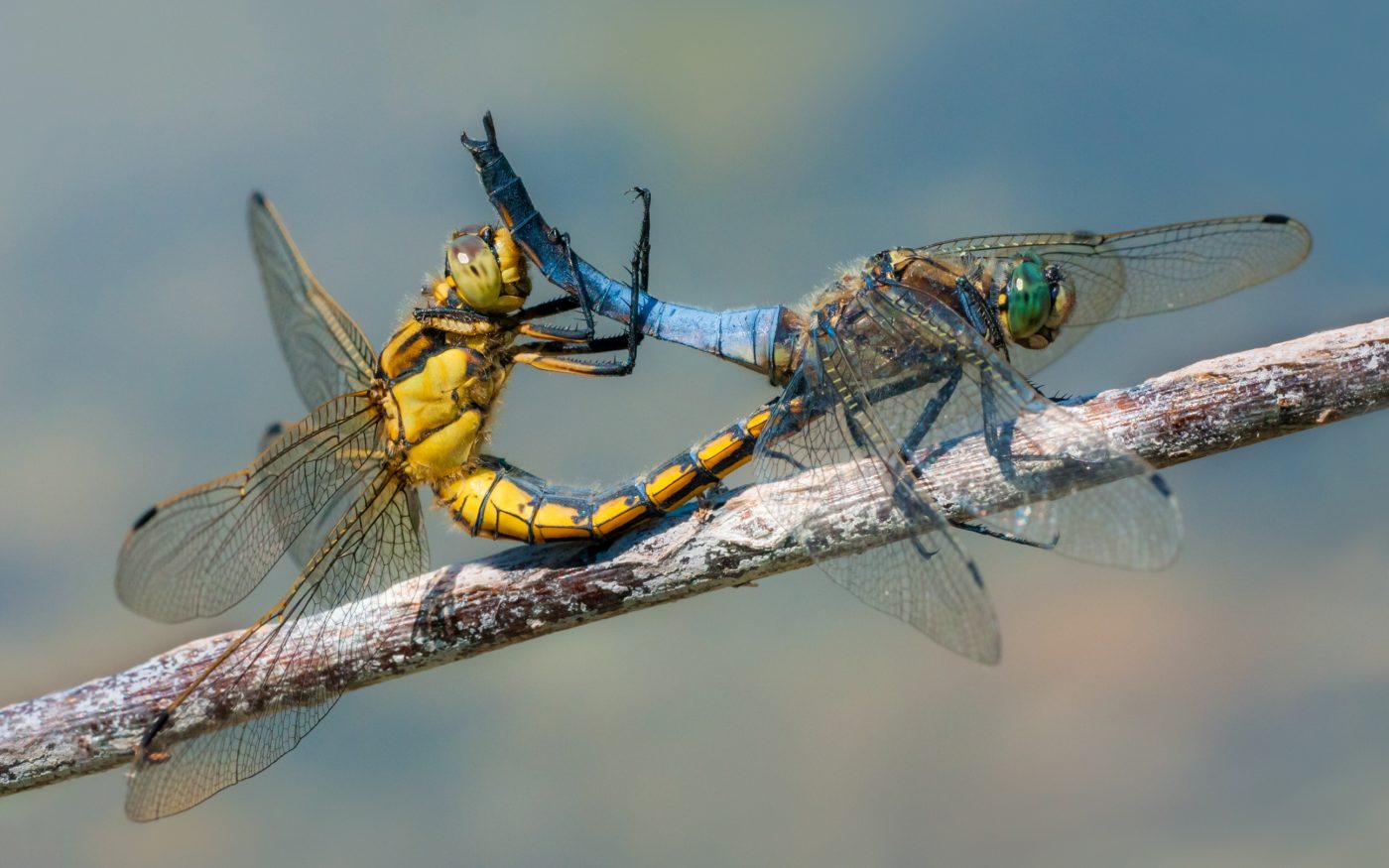 A pair of black-tailed skimmers (Orthetrum cancellatum) perching on a stem near the water at a local pond in Palovec while mating. This gave Petar Sabol the opportunity to capture this well-focused image of these two strikingly-coloured dragonflies.