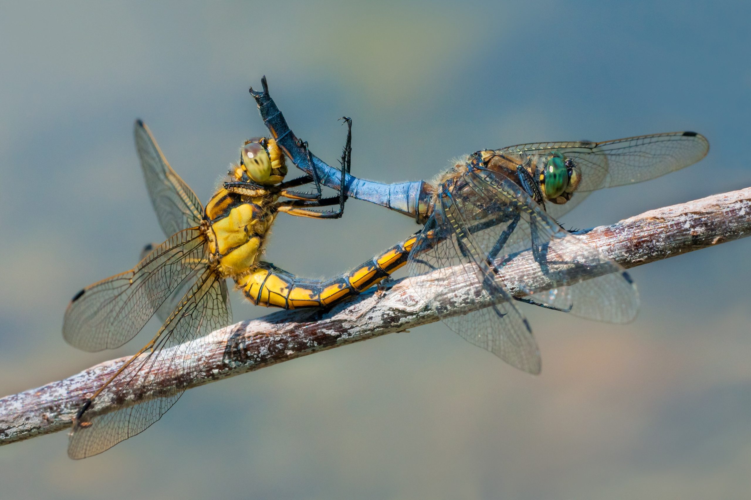 A pair of black-tailed skimmers (Orthetrum cancellatum) perching on a stem near the water at a local pond in Palovec while mating. This gave Petar Sabol the opportunity to capture this well-focused image of these two strikingly-coloured dragonflies.