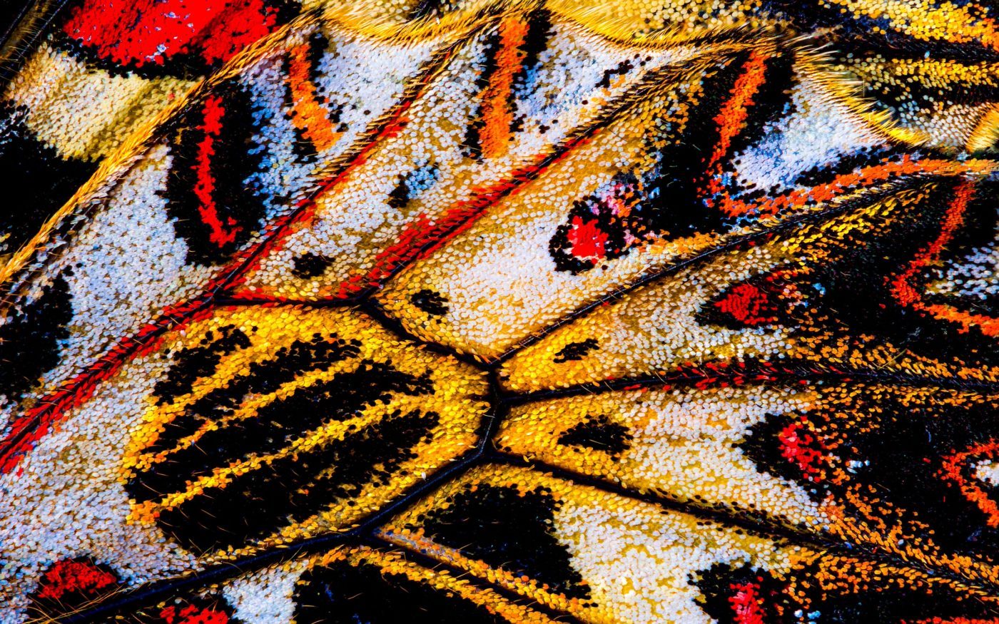 An extreme close-up view of scales on the underside of the hindwing of a southern festoon butterfly, Zerynthia polyxena, found resting with close wings on a plant in a forest habitat near Palovec