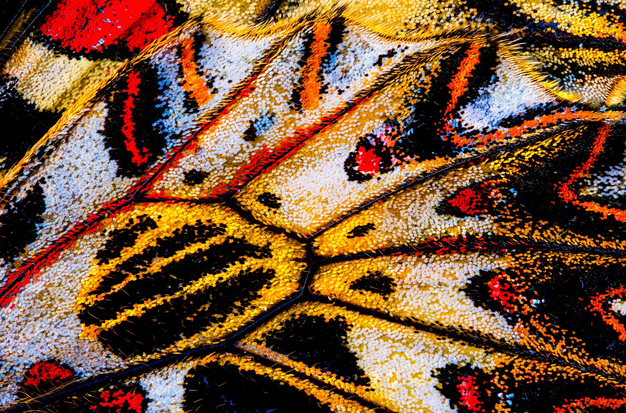An extreme close-up view of scales on the underside of the hindwing of a southern festoon butterfly, Zerynthia polyxena, found resting with close wings on a plant in a forest habitat near Palovec