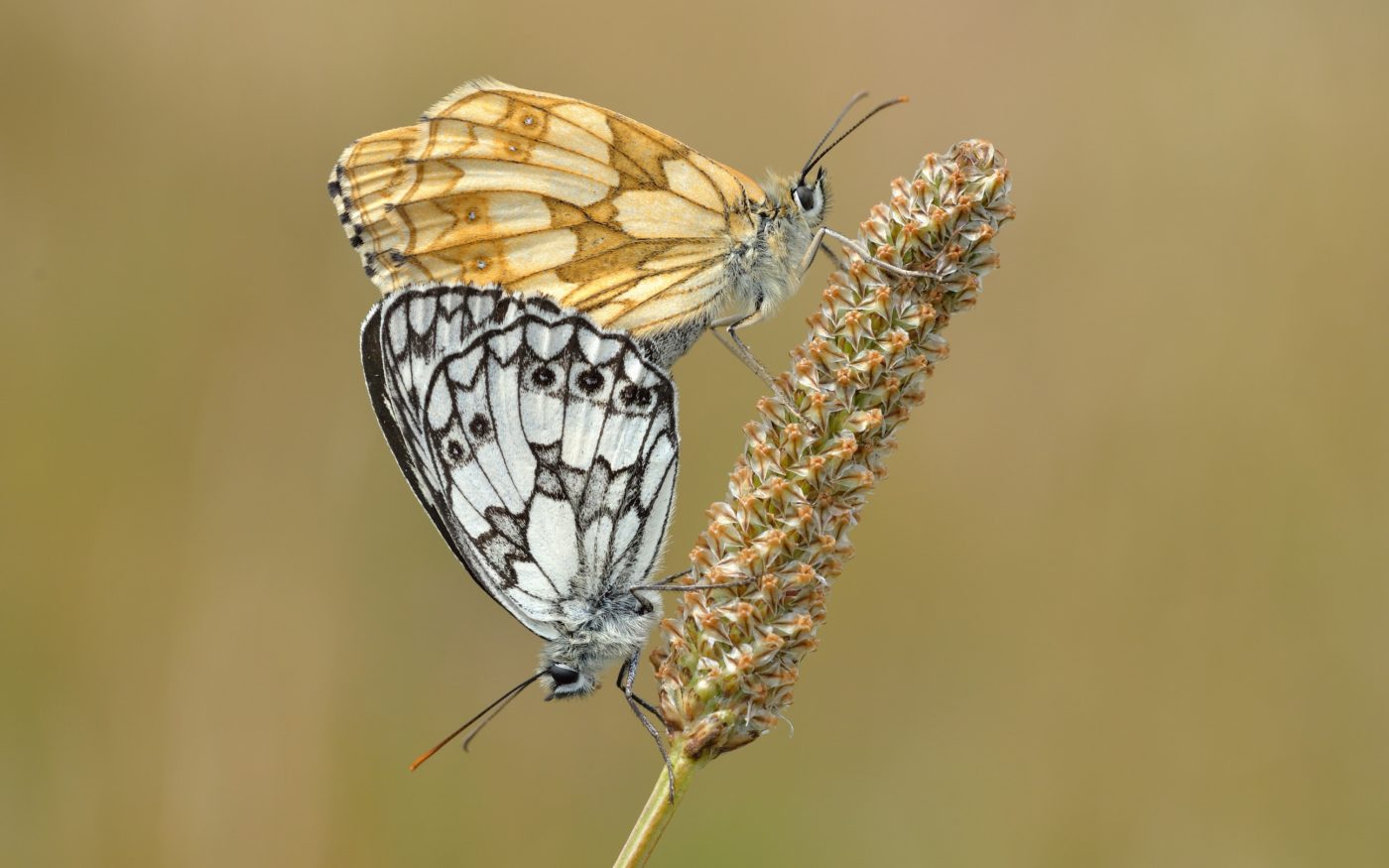These two marbled white butterflies were photographed mating in the National Trust beauty spot of High and Over, an area of downland overlooking the Cuckmere river. The female caught Bob Eade’s eye because of the distinctive bright orange-brown colour wh