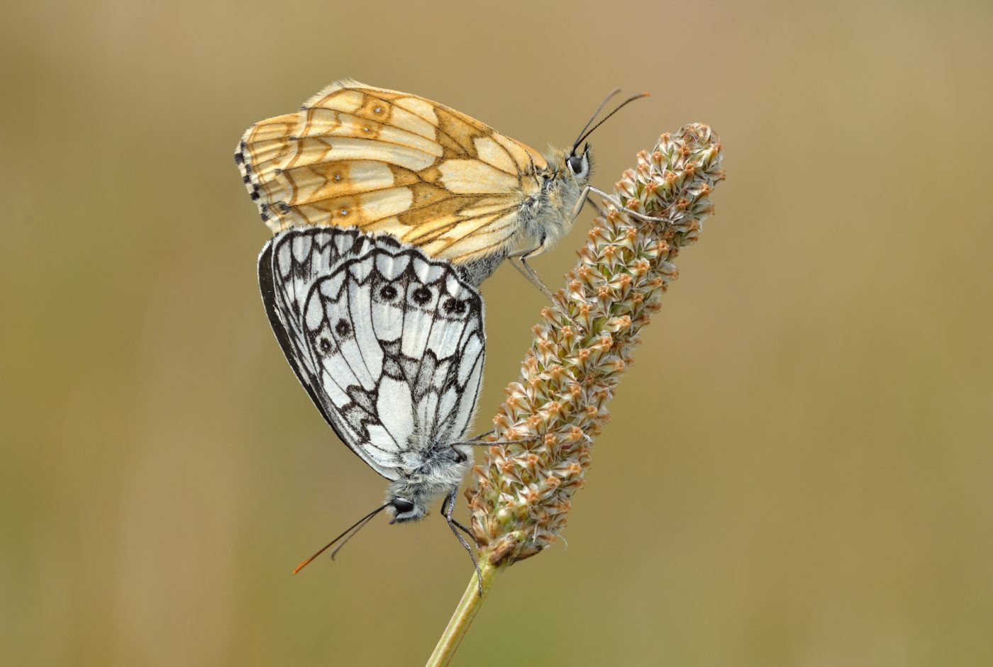 These two marbled white butterflies were photographed mating in the National Trust beauty spot of High and Over, an area of downland overlooking the Cuckmere river. The female caught Bob Eade’s eye because of the distinctive bright orange-brown colour wh