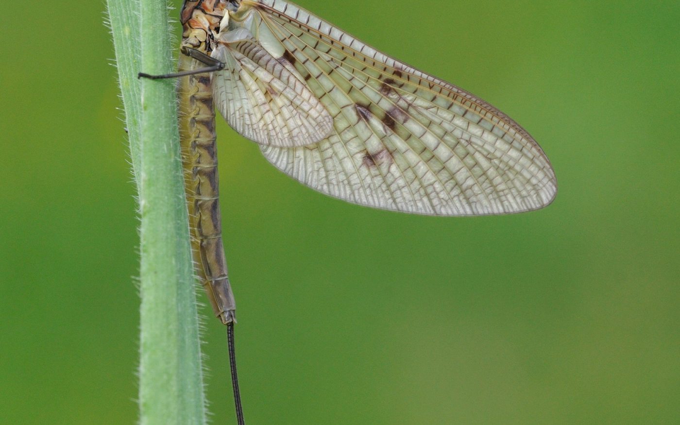 Mayfly on a green plant stalk