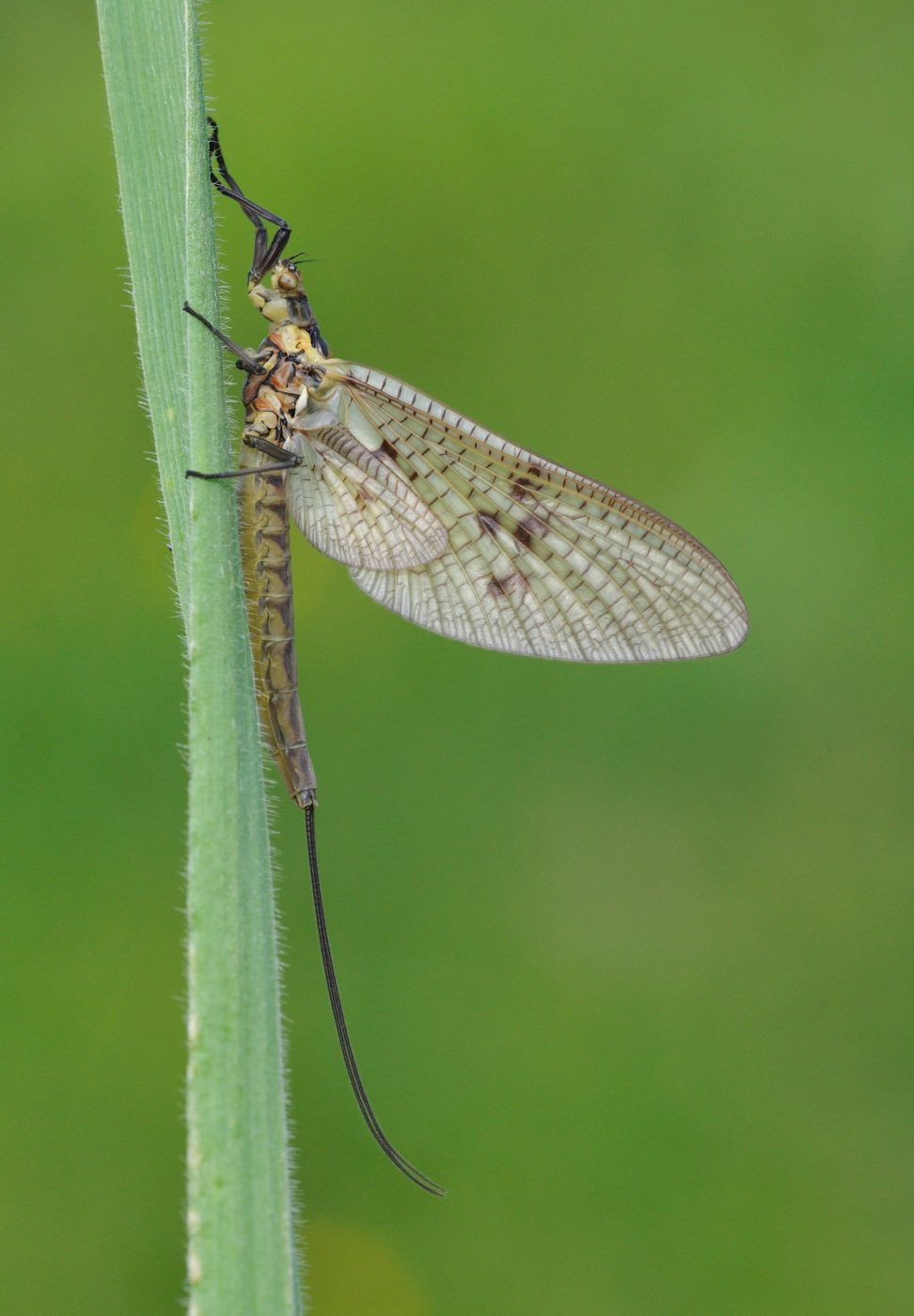 Mayfly on a green plant stalk