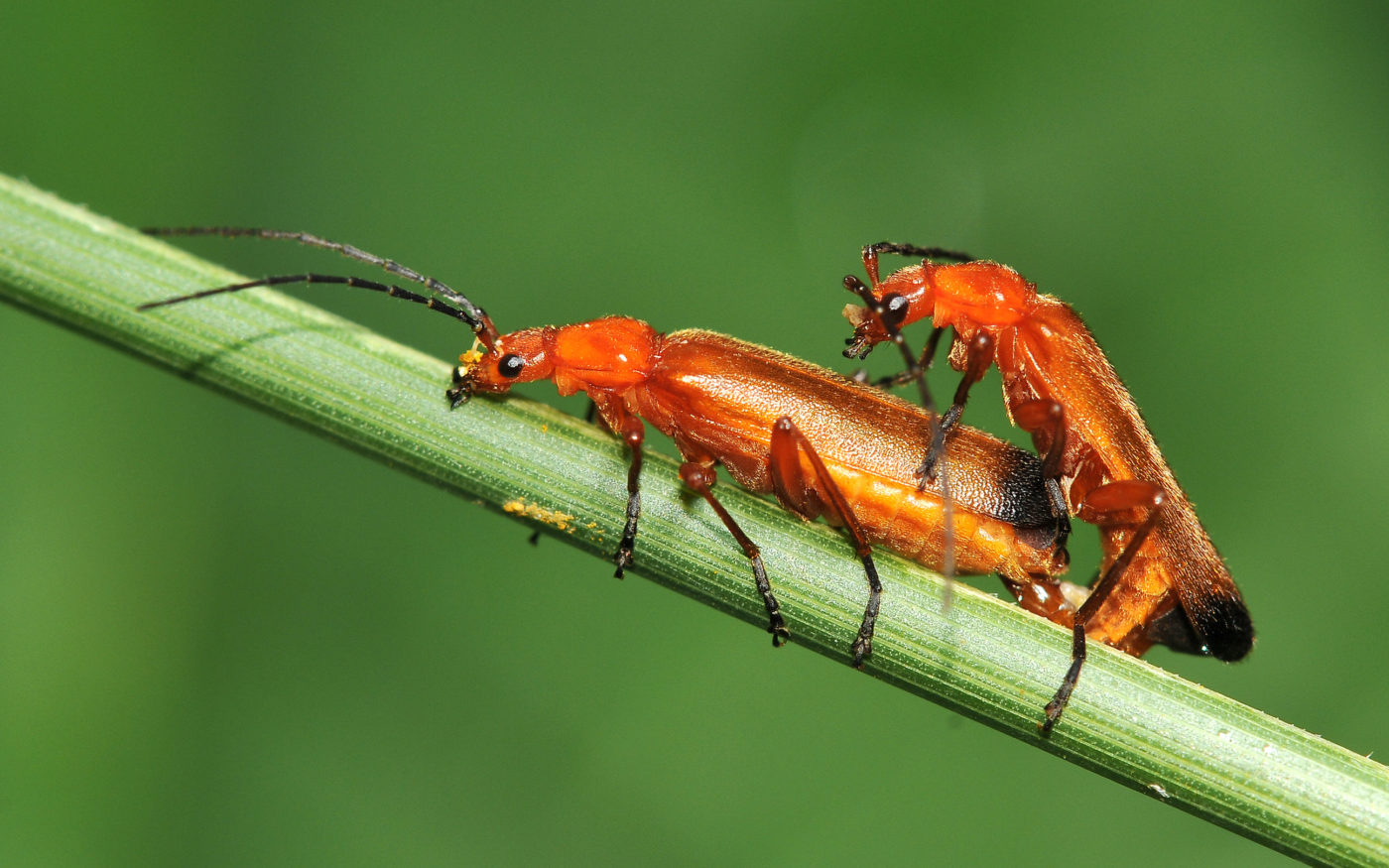 Common red soldier beetles, Rhagonycha fulva, are frequently seen as mating pairs like this. Beverley Brouwer reports that they are often in great abundance in the fields near her home in Genemuiden. In this photograph she especially liked the contrast