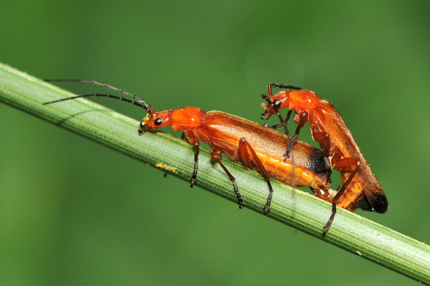 Common red soldier beetles, Rhagonycha fulva, are frequently seen as mating pairs like this. Beverley Brouwer reports that they are often in great abundance in the fields near her home in Genemuiden. In this photograph she especially liked the contrast