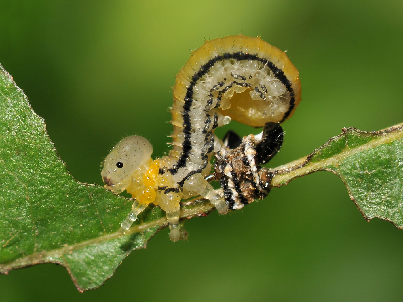 This sawfly larva first caught Beverley Brouwer’s eye because it didn’t have the black head that she had previously seen in other sawfly larvae. Looking closer, she saw that this was because it had just shed its old skin, which was wrapped neatly around