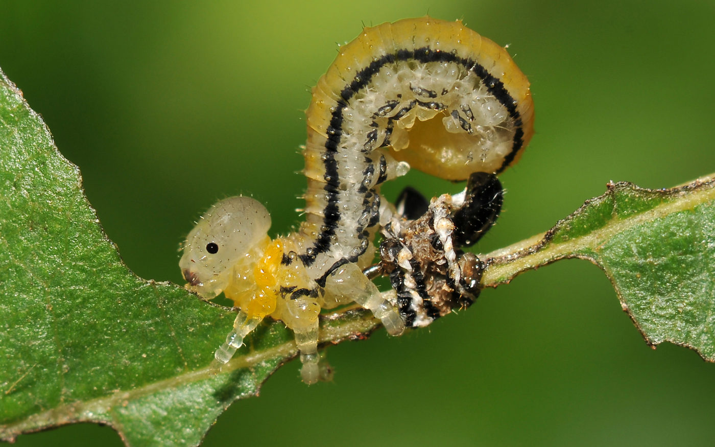 This sawfly larva first caught Beverley Brouwer’s eye because it didn’t have the black head that she had previously seen in other sawfly larvae. Looking closer, she saw that this was because it had just shed its old skin, which was wrapped neatly around