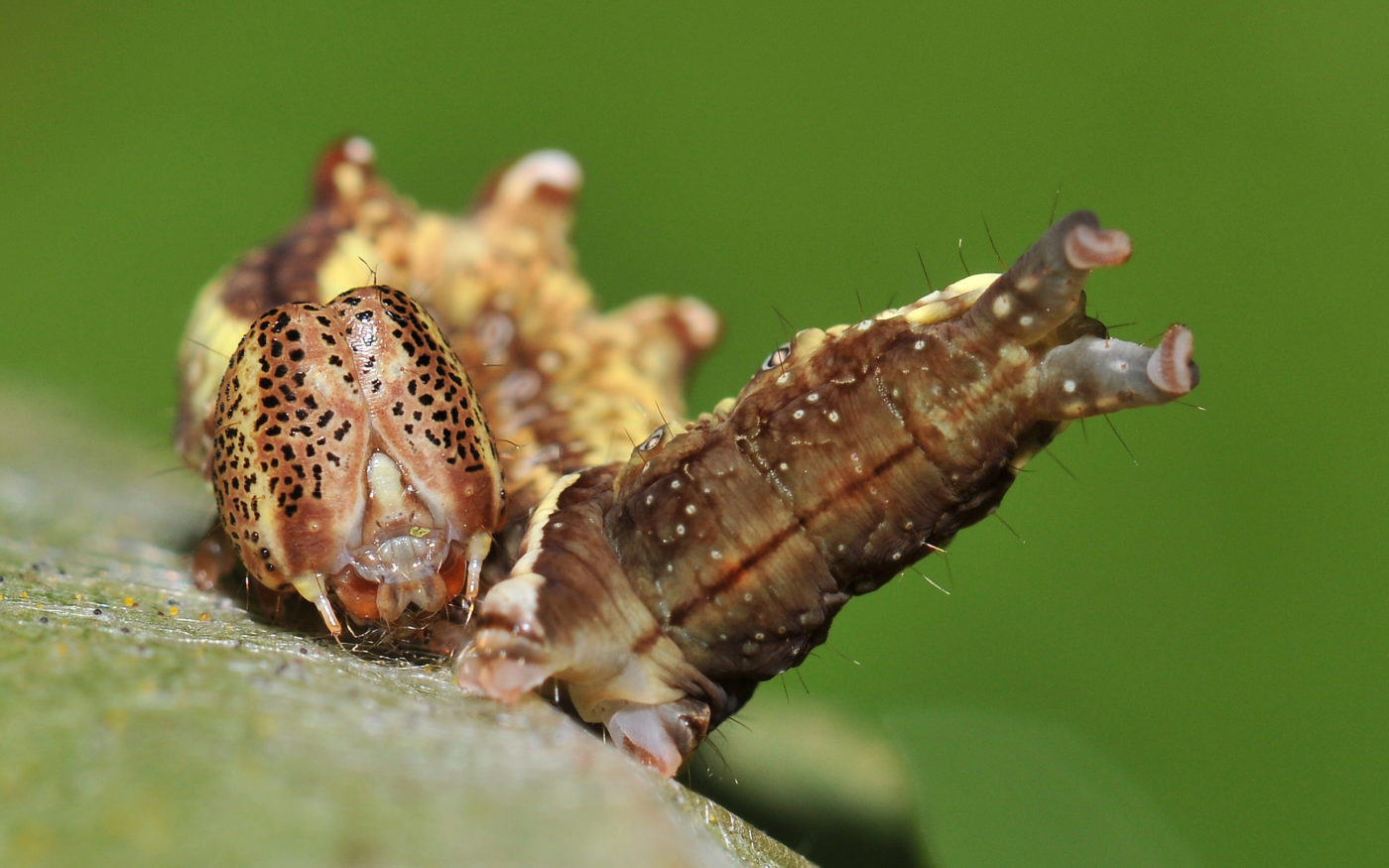 An unusual view of the larva of a prominent moth (Notodonta sp.) found on an alder tree in the photographer’s garden in Genemuiden.