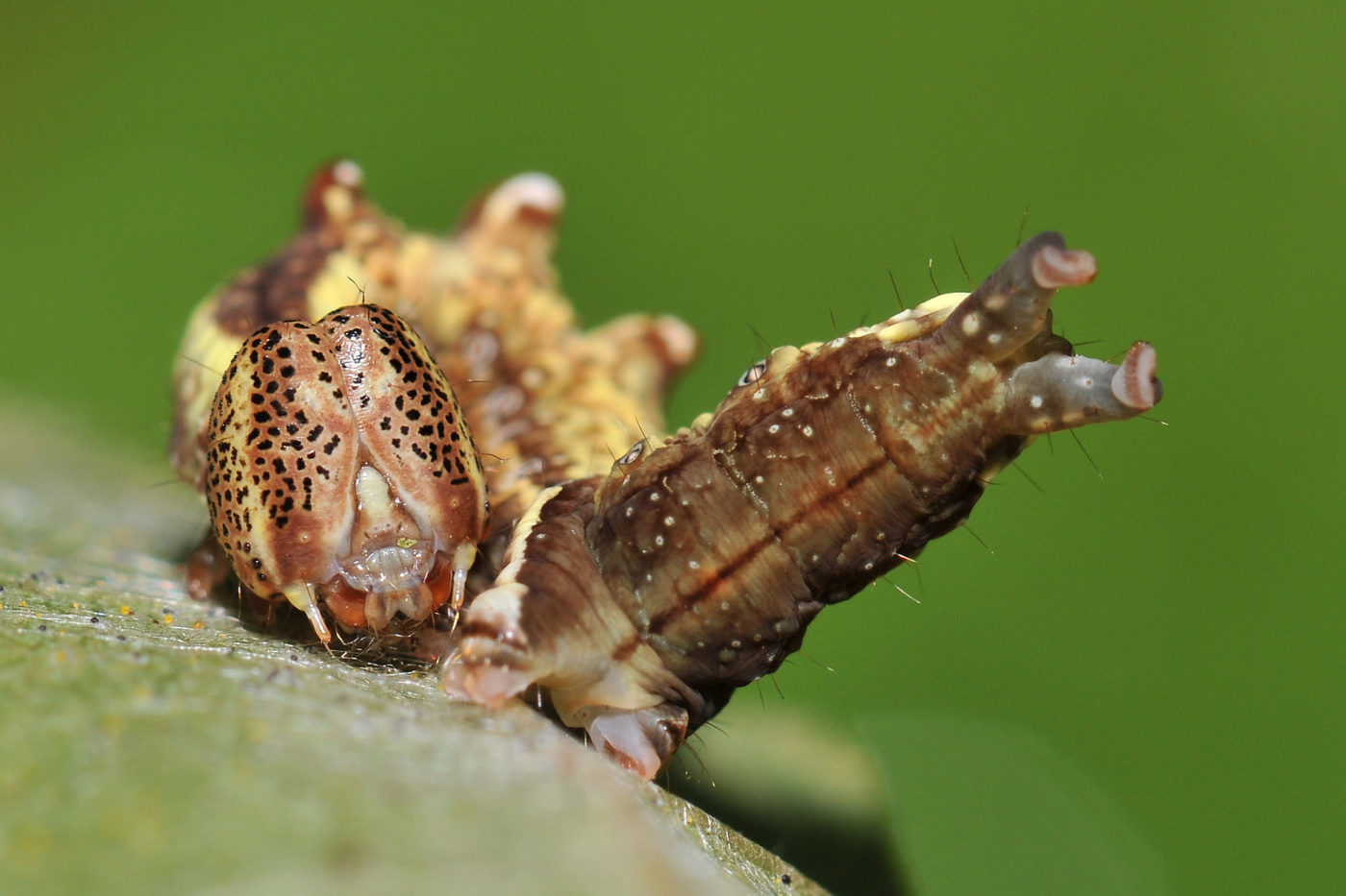 An unusual view of the larva of a prominent moth (Notodonta sp.) found on an alder tree in the photographer’s garden in Genemuiden.