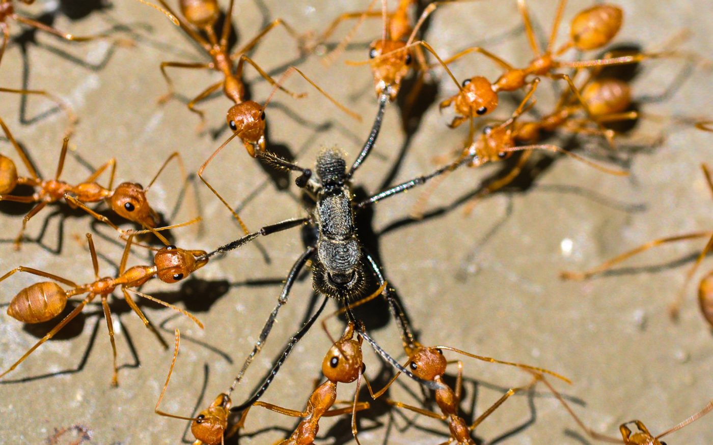 Red ants fiercely attacking an intruder near a flower bed in a park in Hong Kong on a sunny day. Icy Ho was taking insect photos with her 90mm macro lens when she noticed this circle of red ants surrounding a black insect that had invaded their territory.