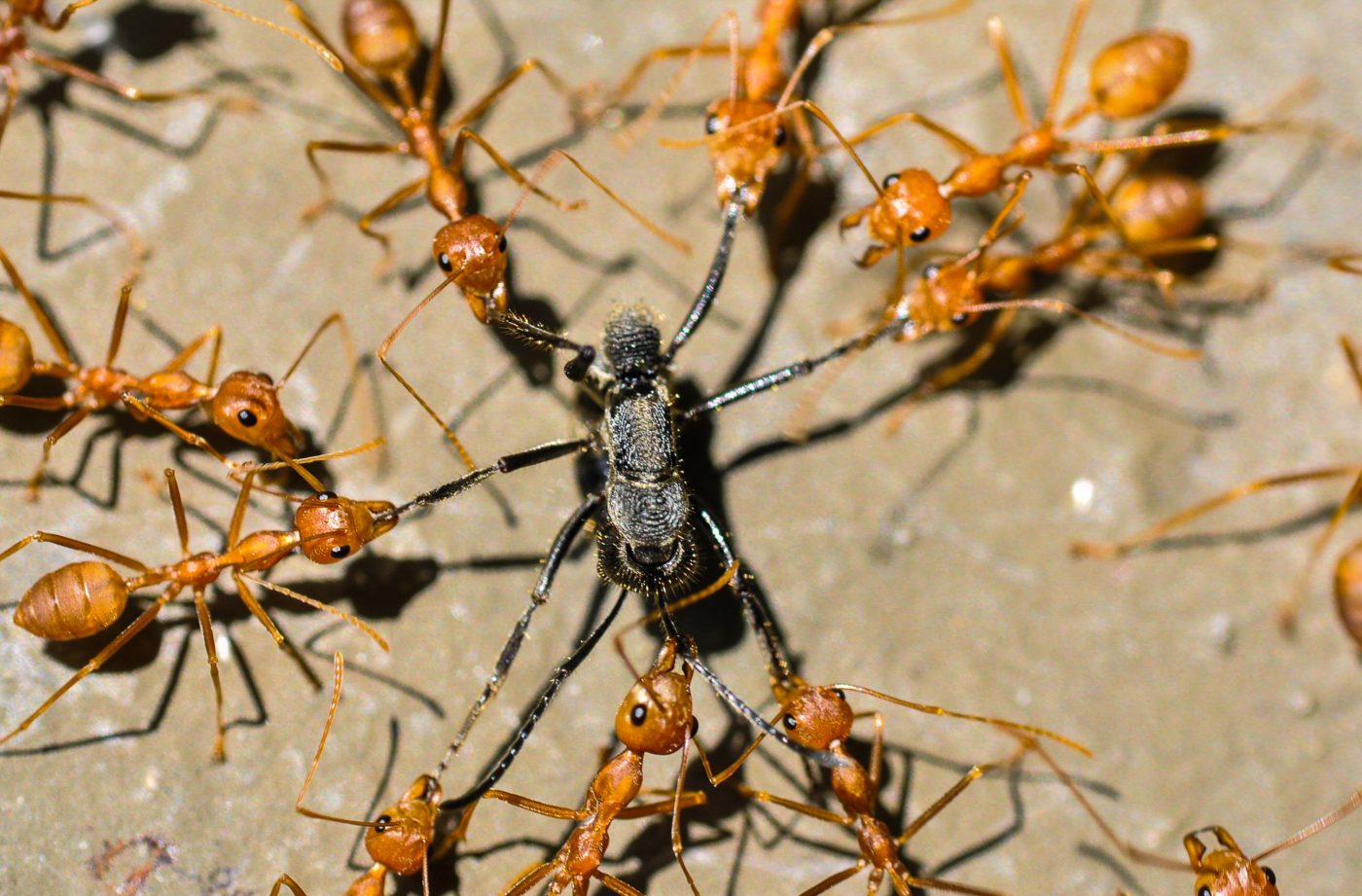 Red ants fiercely attacking an intruder near a flower bed in a park in Hong Kong on a sunny day. Icy Ho was taking insect photos with her 90mm macro lens when she noticed this circle of red ants surrounding a black insect that had invaded their territory.