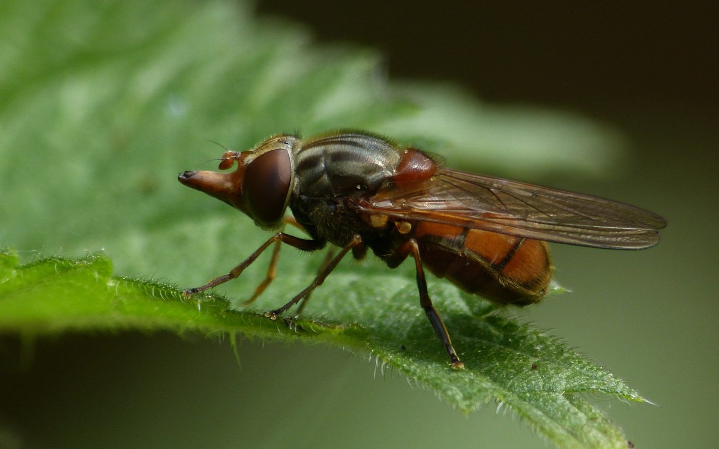 Common snout-hoverfly, Rhingia campestris, on a green leaf