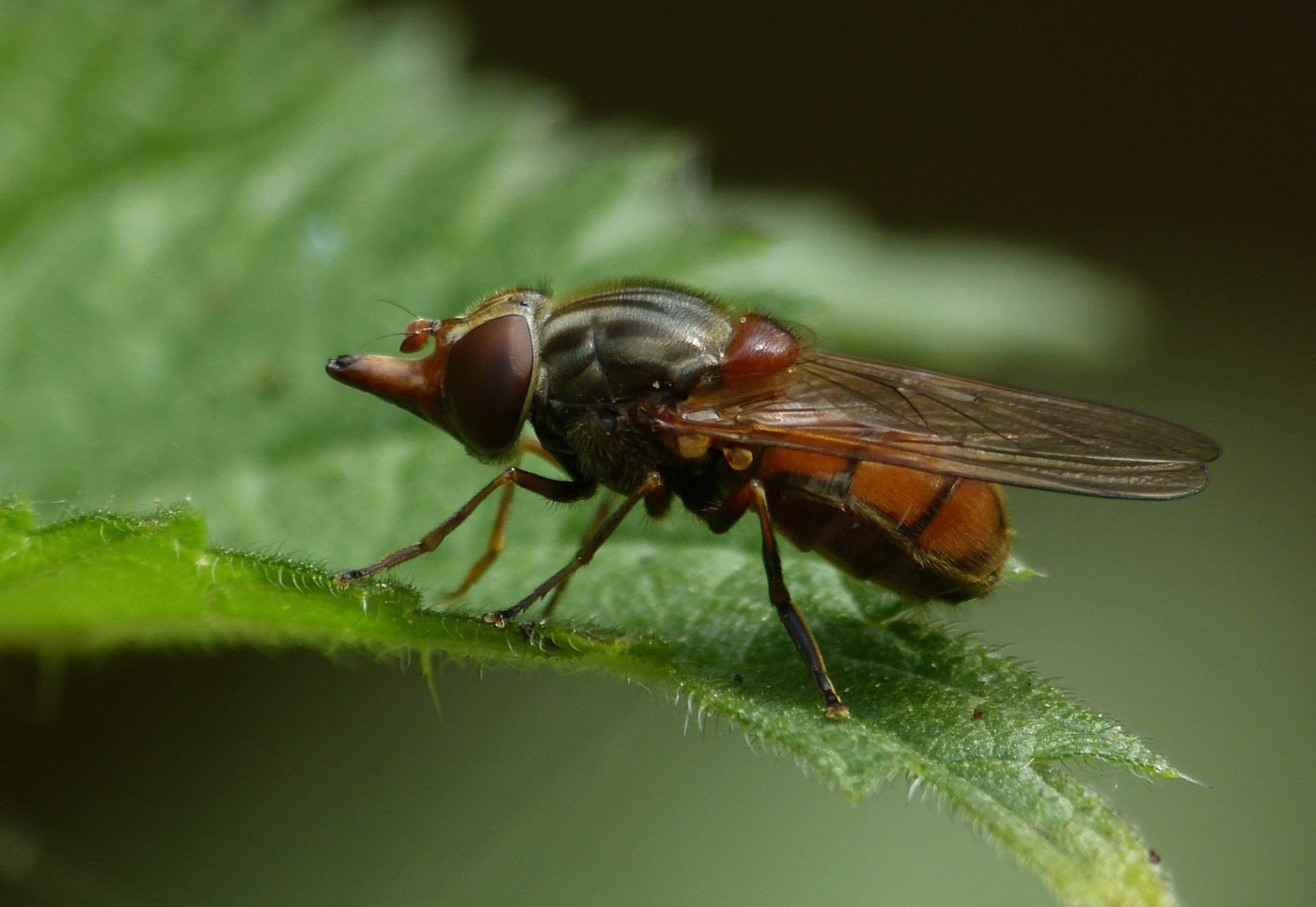 Common snout-hoverfly, Rhingia campestris, on a green leaf