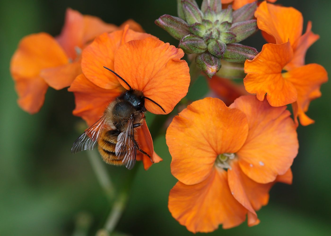 Red mason bee feeding on wallflower in the photographer’s garden in late May 2014. This was the first time that Brian Pearson had introduced red mason bees to his garden with the purchase of about a dozen pupae, which had all emerged successfully.