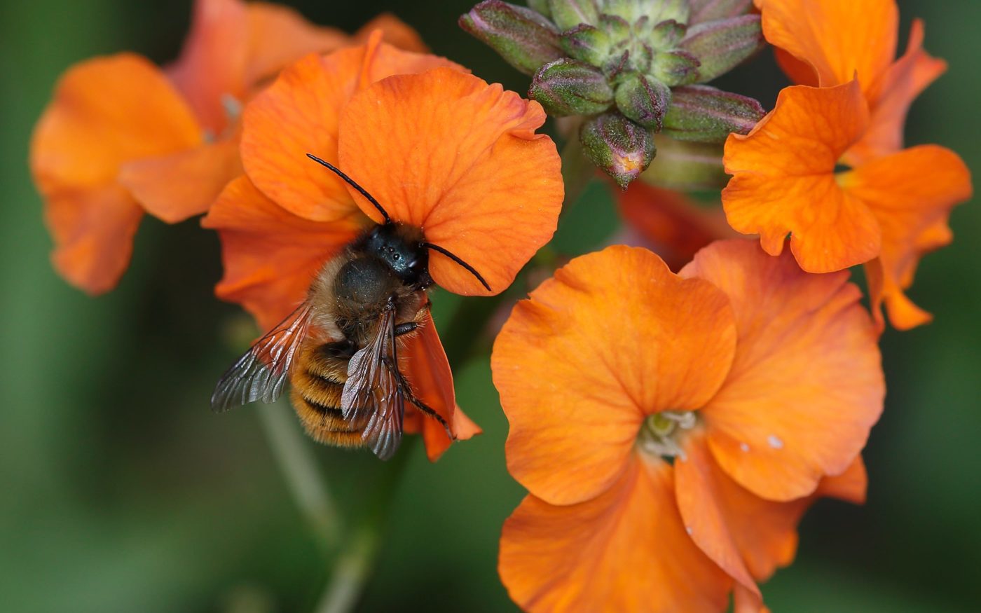 Red mason bee feeding on wallflower in the photographer’s garden in late May 2014. This was the first time that Brian Pearson had introduced red mason bees to his garden with the purchase of about a dozen pupae, which had all emerged successfully.
