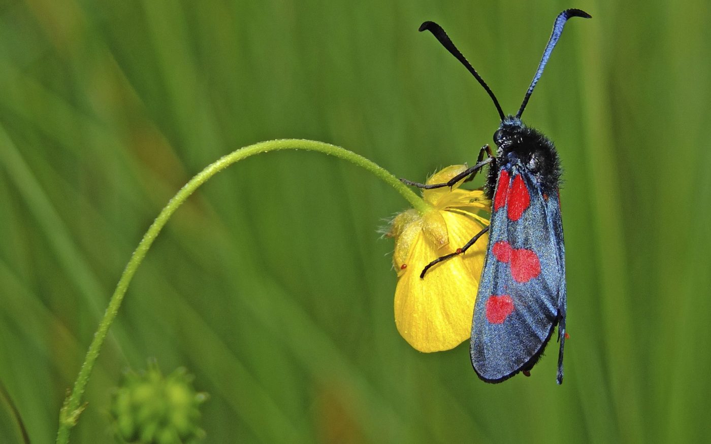 Five-spot burnet (Zygaena trifolii) feeding on buttercup