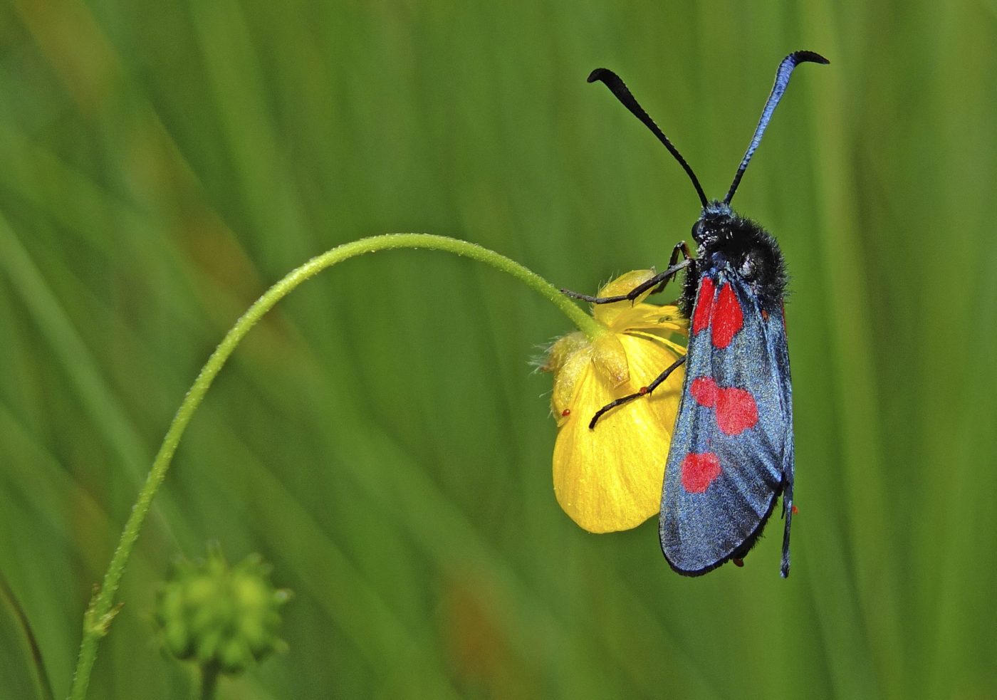 Five-spot burnet (Zygaena trifolii) feeding on buttercup