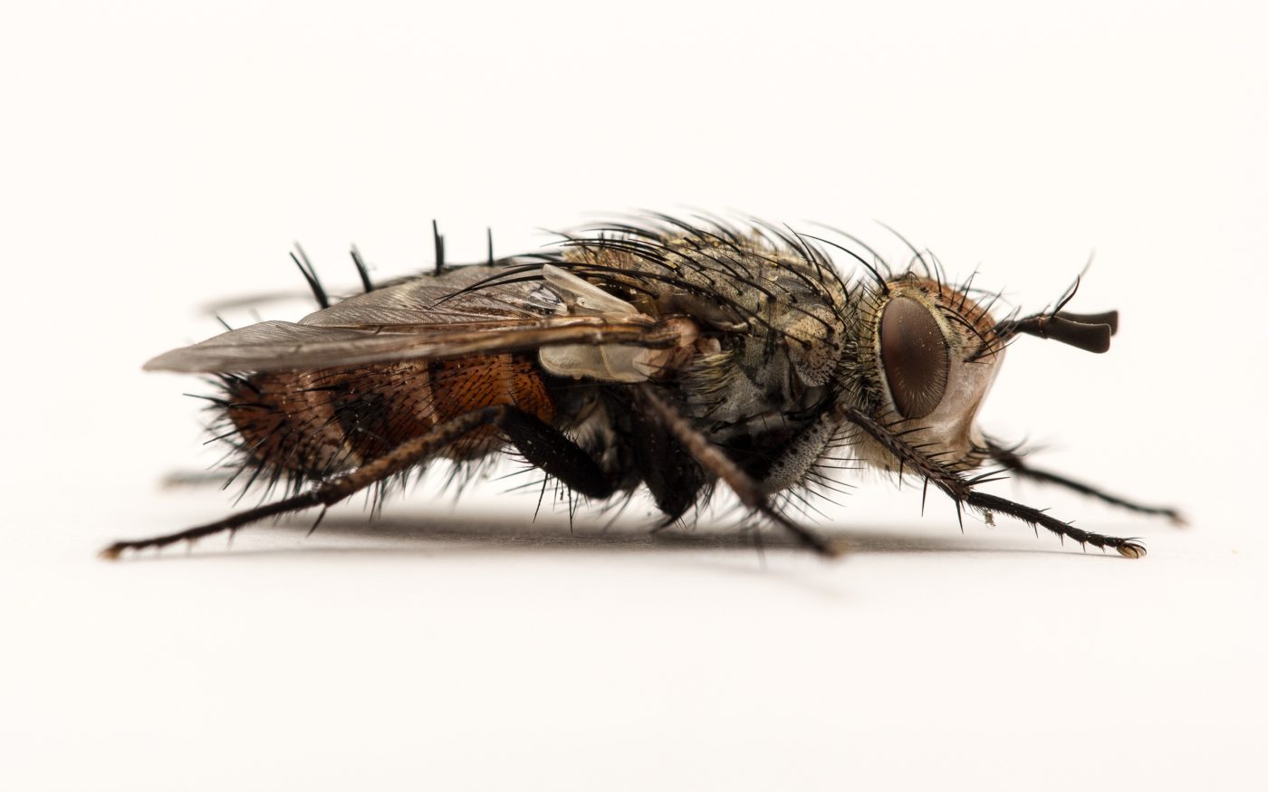 Tachinid fly, Athrycia cinerea