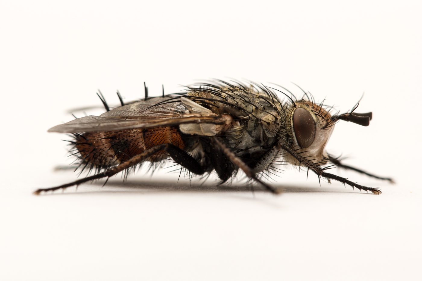 Tachinid fly, Athrycia cinerea