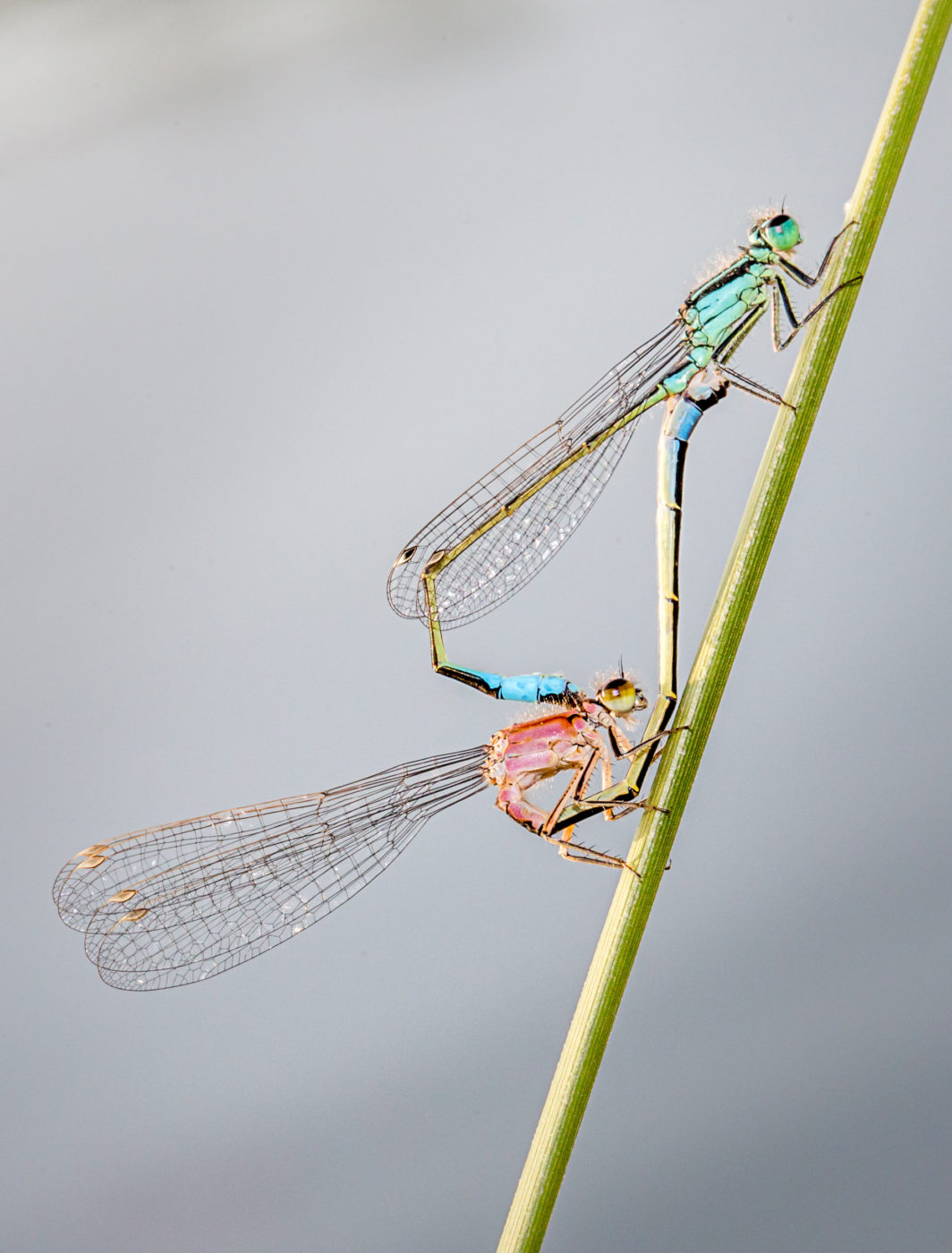 The blue-tailed damselfly, Ischnura elegans, has five different female colour forms. The female in the mating pair here is the immature rufescens form, with a salmon-pink thorax and blue tail spot.