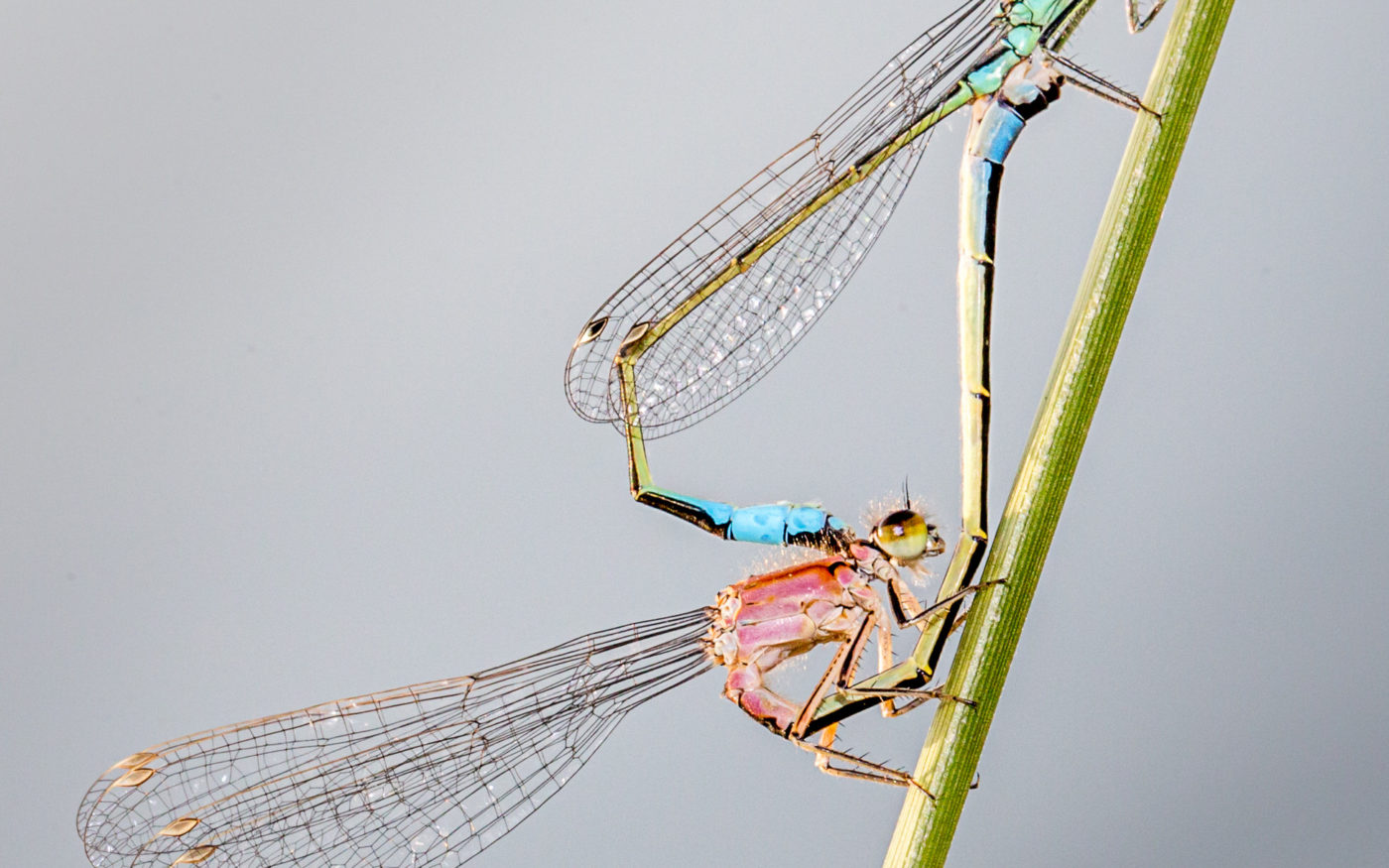 The blue-tailed damselfly, Ischnura elegans, has five different female colour forms. The female in the mating pair here is the immature rufescens form, with a salmon-pink thorax and blue tail spot.