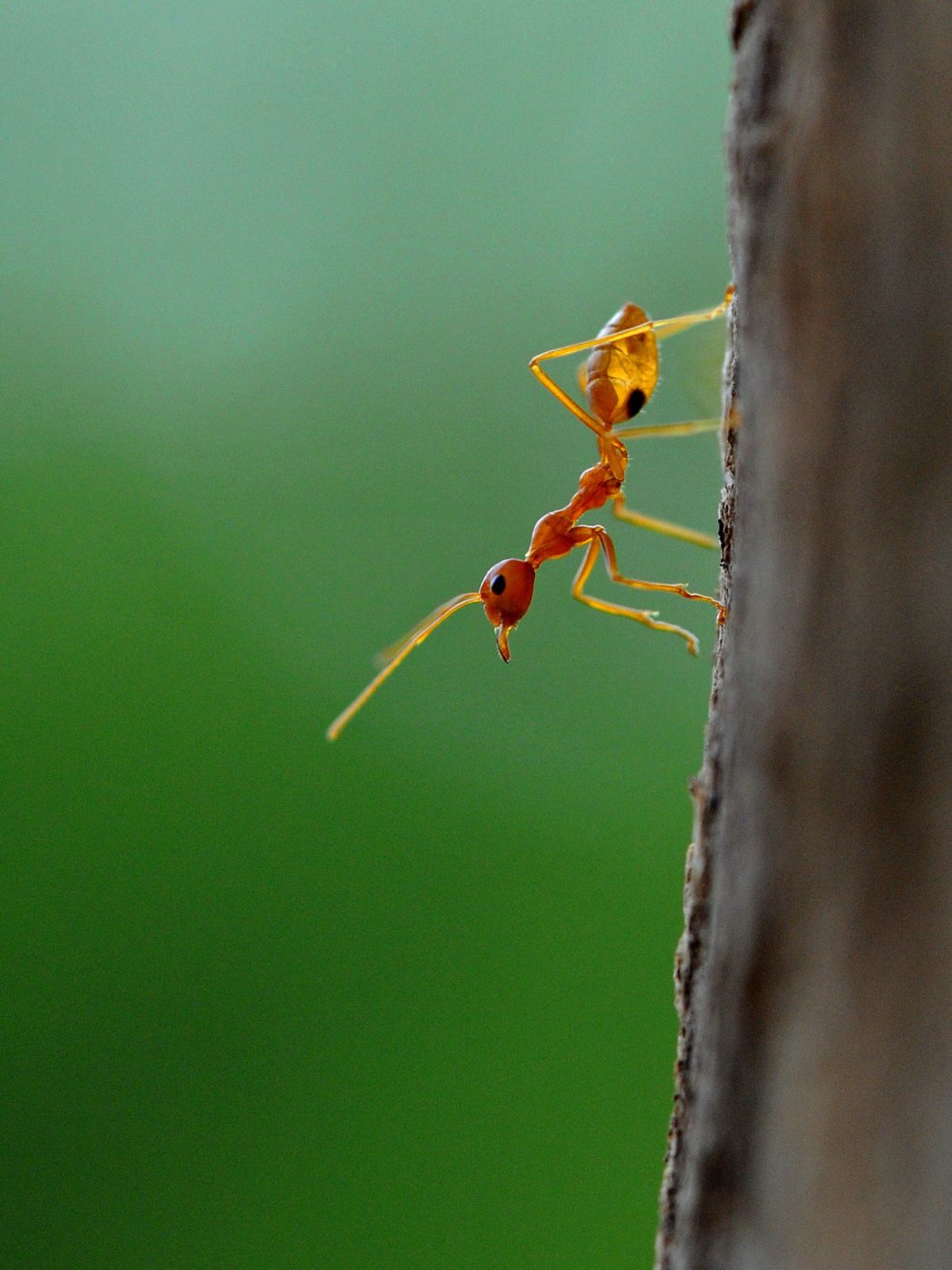 Weaver ant (possibly Oecophylla smaragdina) photographed in forest habitat near Pavagadh, over 30km from Vadodara,