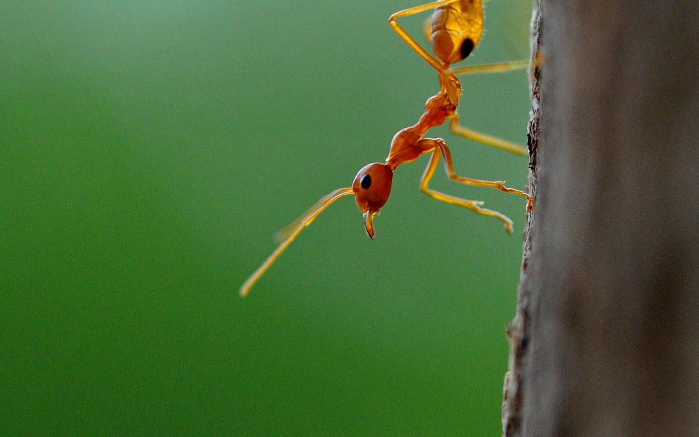 Weaver ant (possibly Oecophylla smaragdina) photographed in forest habitat near Pavagadh, over 30km from Vadodara,