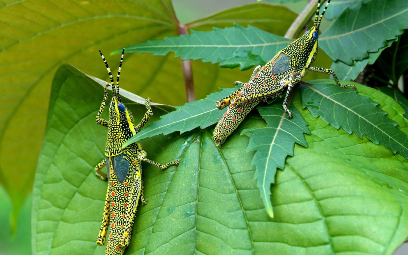 Two nymphs of the painted (or gaudy) grasshopper Poekilocerus pictus on roadside vegetation at Dediyapada in Vadodara district, Gujarat state.