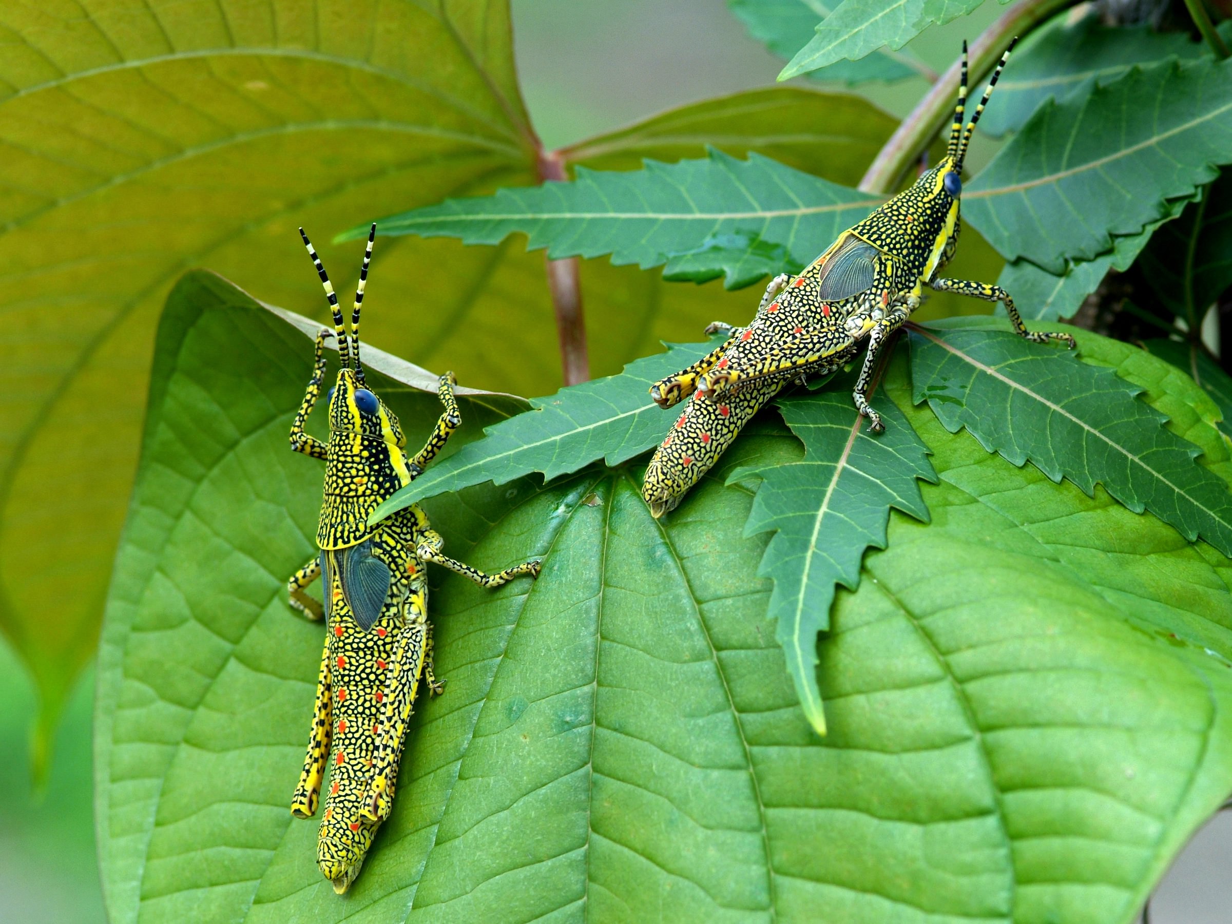 Two nymphs of the painted (or gaudy) grasshopper Poekilocerus pictus on roadside vegetation at Dediyapada in Vadodara district, Gujarat state.