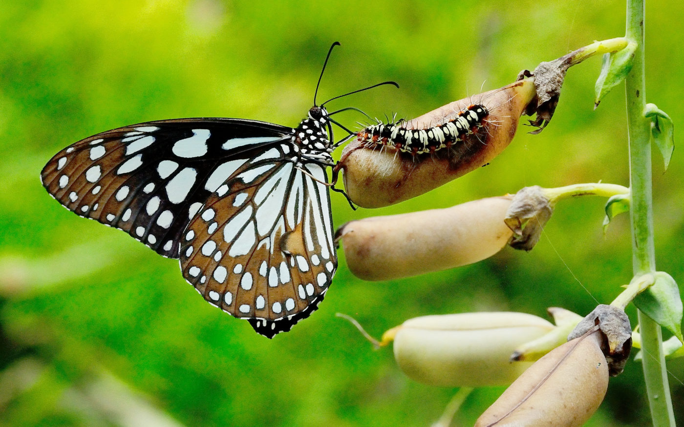 This photograph of an adult butterfly and a moth caterpillar on a legume pod was taken in a botanical garden in Howrah in early April 2014.
