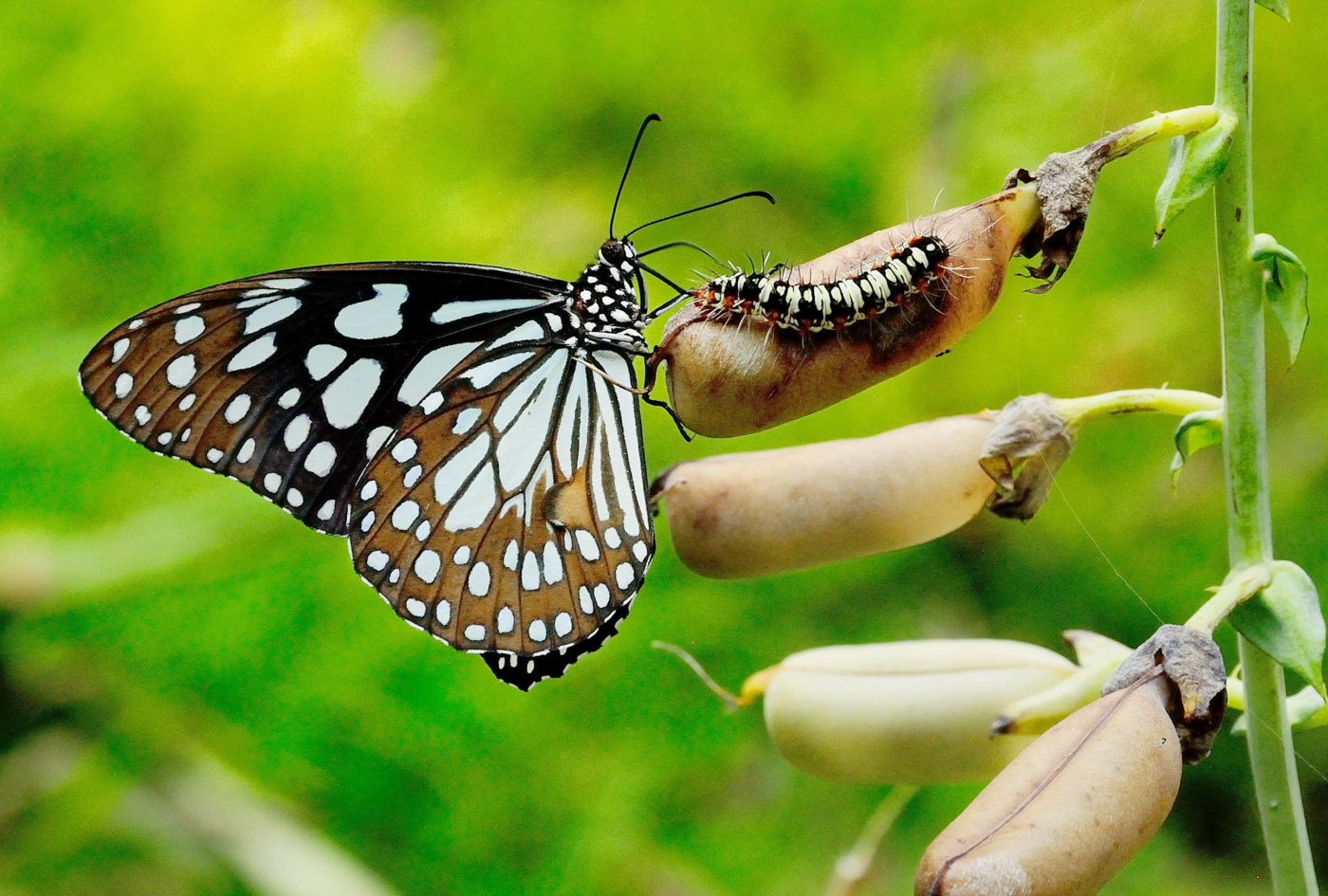 This photograph of an adult butterfly and a moth caterpillar on a legume pod was taken in a botanical garden in Howrah in early April 2014.