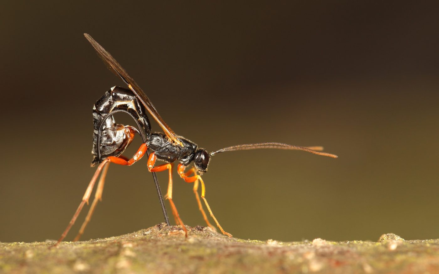 A female ichneumon wasp drills into wood with her ovipositor.