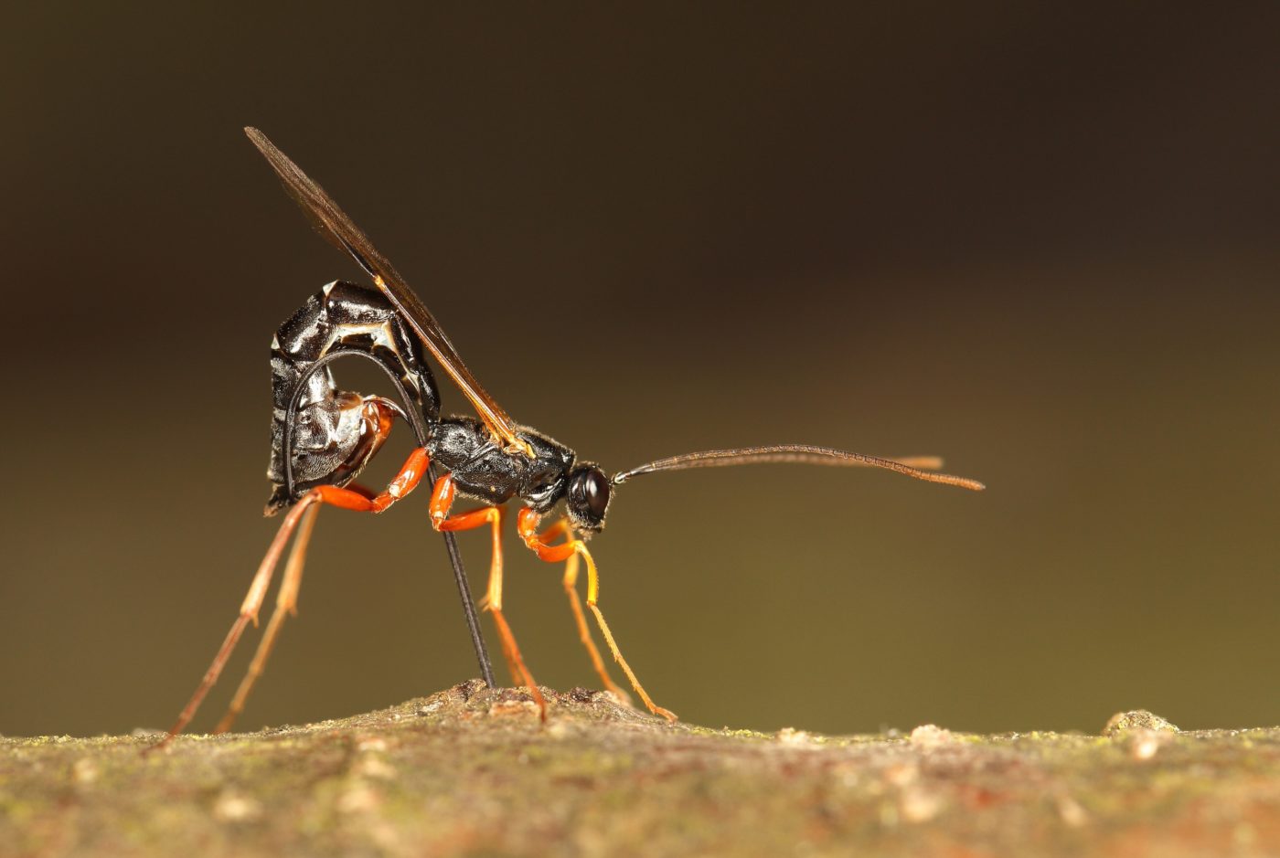A female ichneumon wasp drills into wood with her ovipositor.