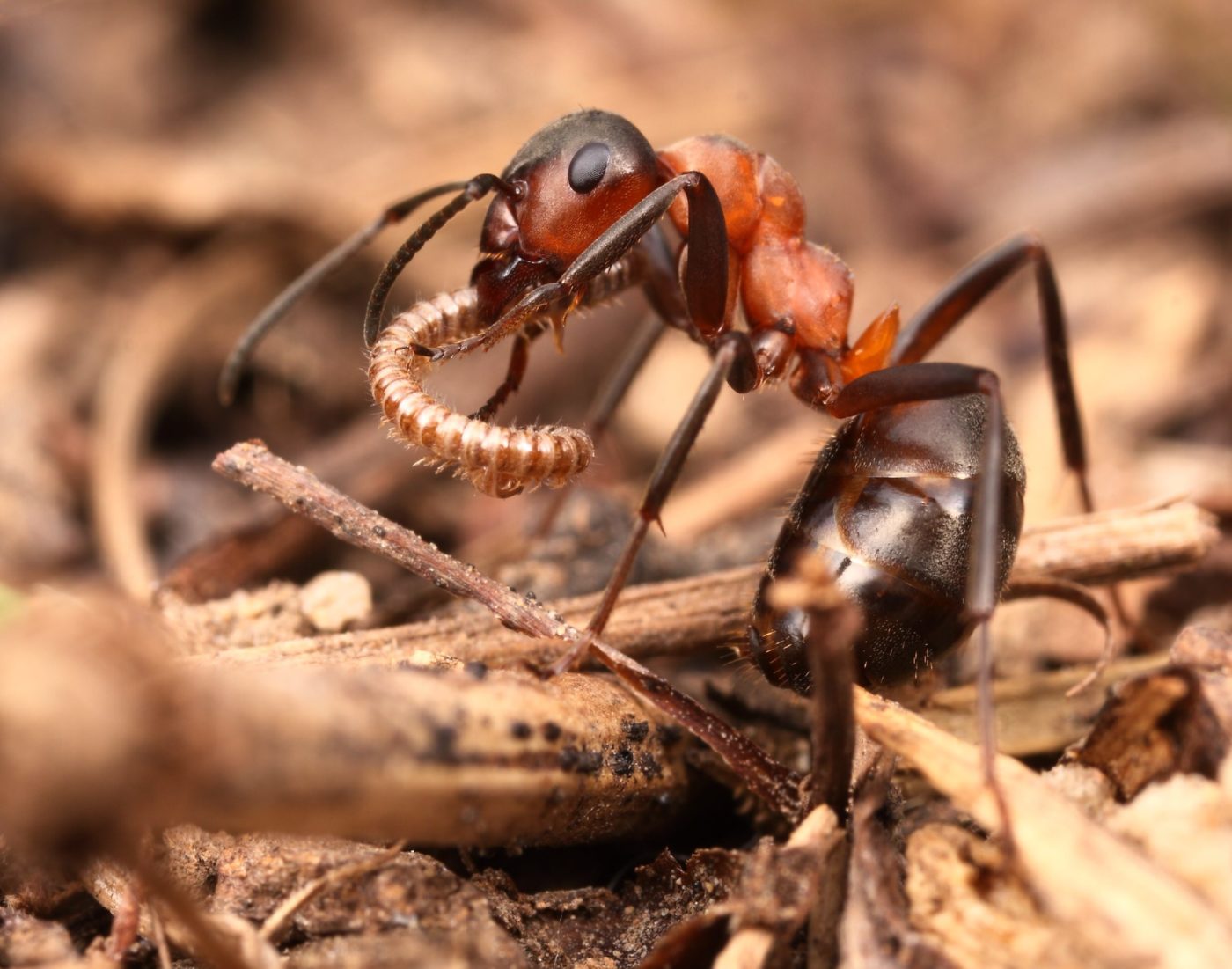 This wood ant (Formica sp.) has captured a small millipede on vegetation litter near Brno in the Czech Republic.