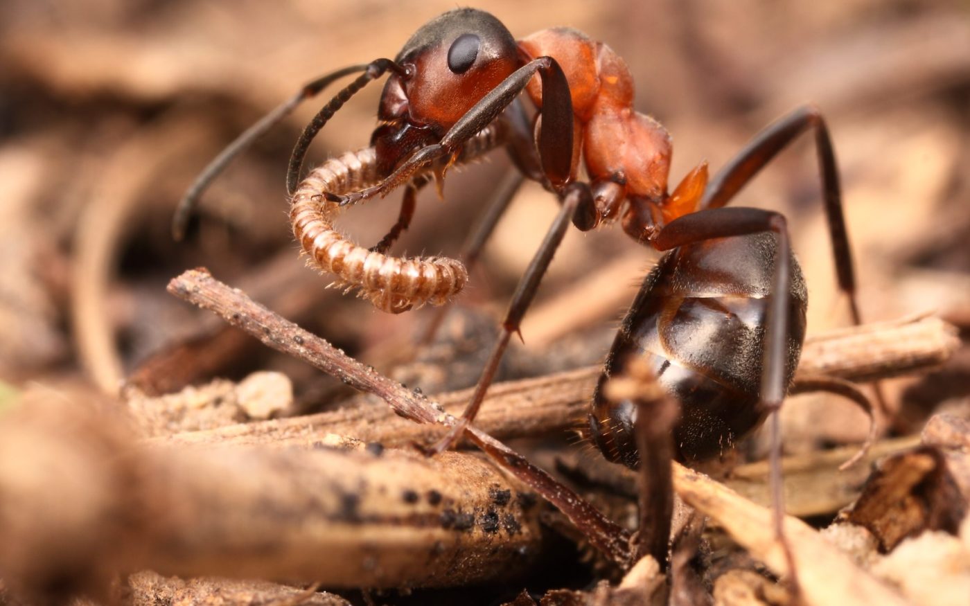 This wood ant (Formica sp.) has captured a small millipede on vegetation litter near Brno in the Czech Republic.