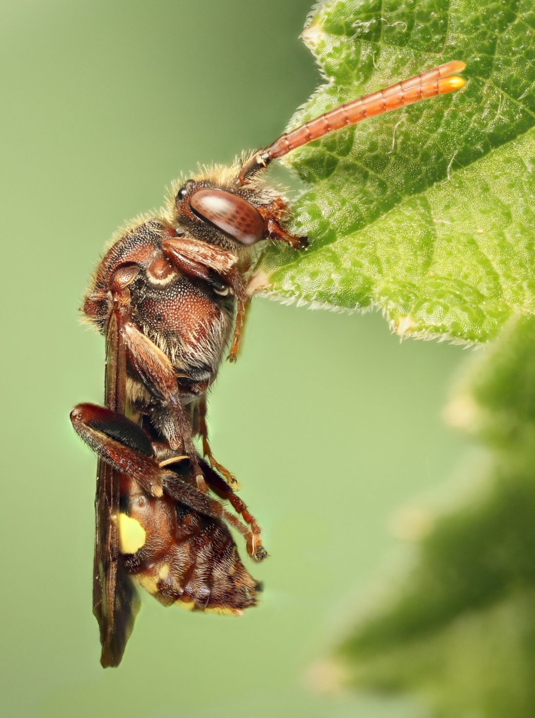 A nomad bee (Nomada sp.) at rest on a leaf. This is a focus stack of 20 pictures taken with the camera on a tripod with a focus rail, plus flash and a white reflector