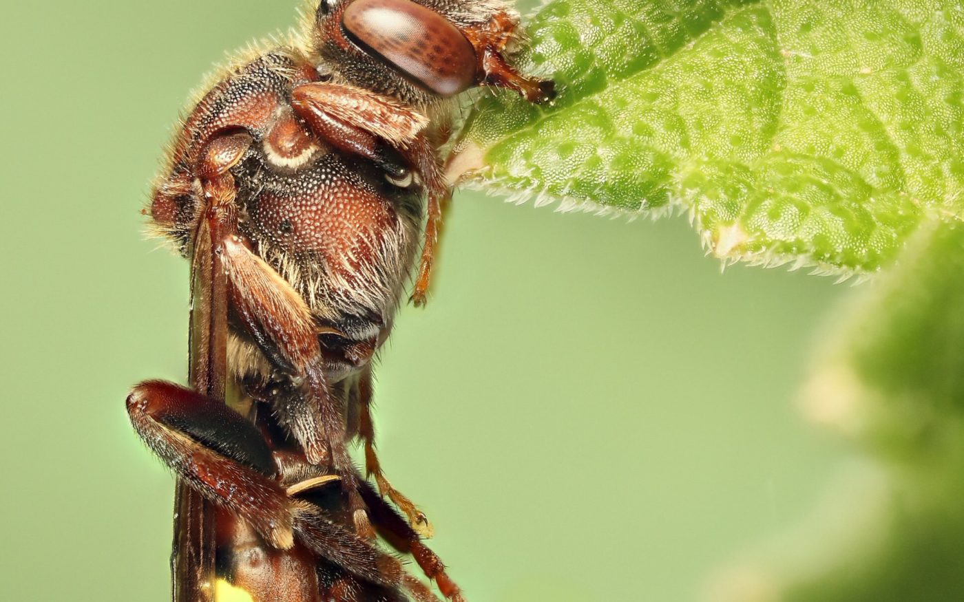 A nomad bee (Nomada sp.) at rest on a leaf. This is a focus stack of 20 pictures taken with the camera on a tripod with a focus rail, plus flash and a white reflector