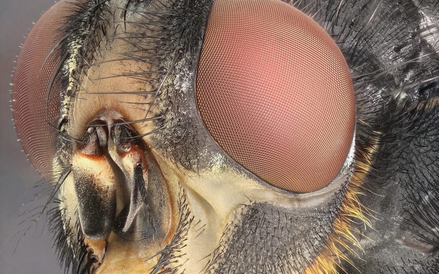 Extreme close-up of the head of a bluebottle fly (Calliphora vomitoria). This photograph is composed of a focus-stack of 250 images