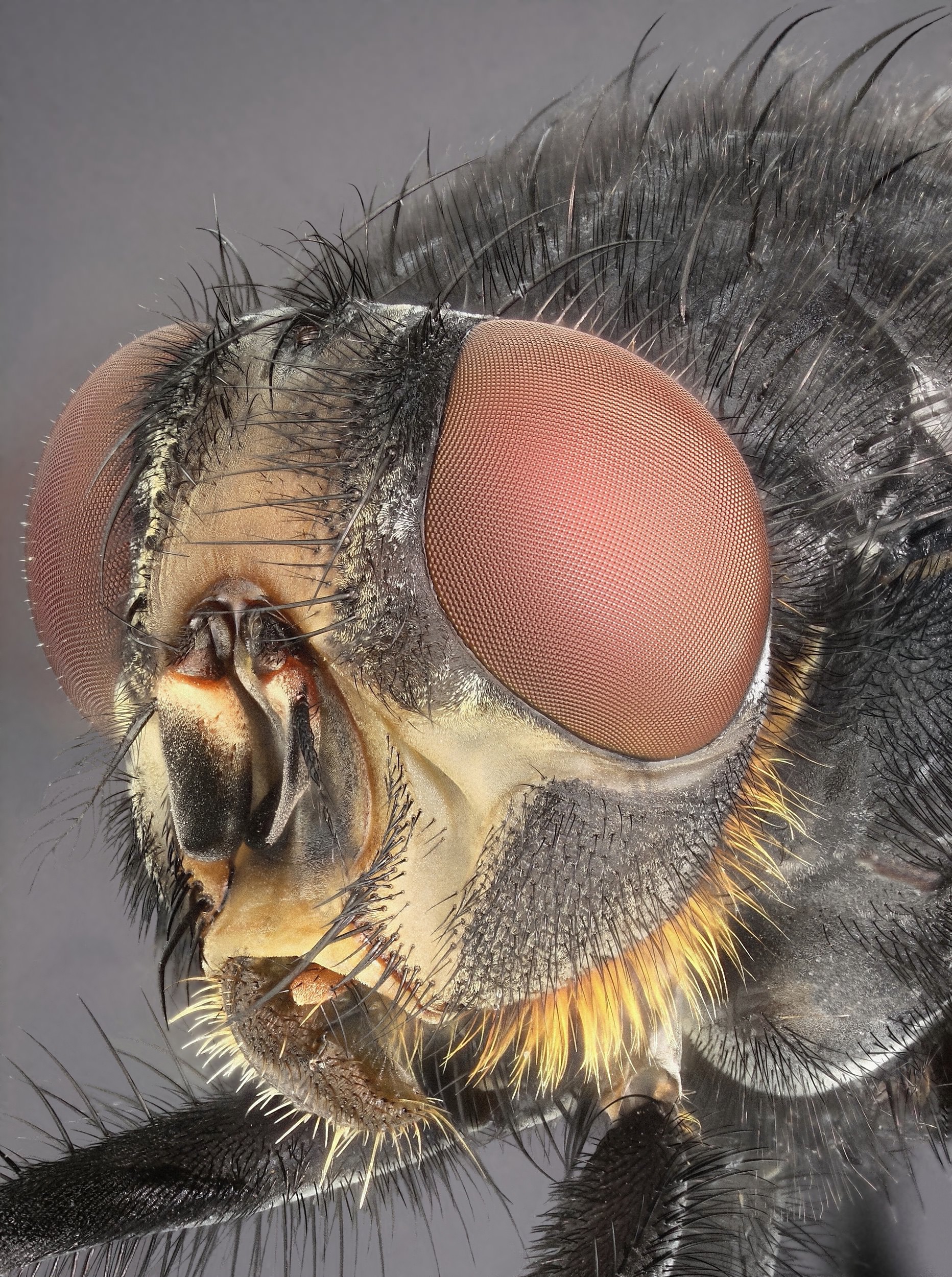 Extreme close-up of the head of a bluebottle fly (Calliphora vomitoria). This photograph is composed of a focus-stack of 250 images