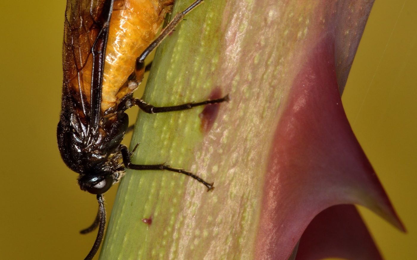 This large rose sawfly, Arge pagana, was laying eggs on a rose bush by the photographer’s front door. Anthony Cooper observed it as it gradually worked its way down the stem, moving slightly between each insertion of its ovipositor to lay the next egg.