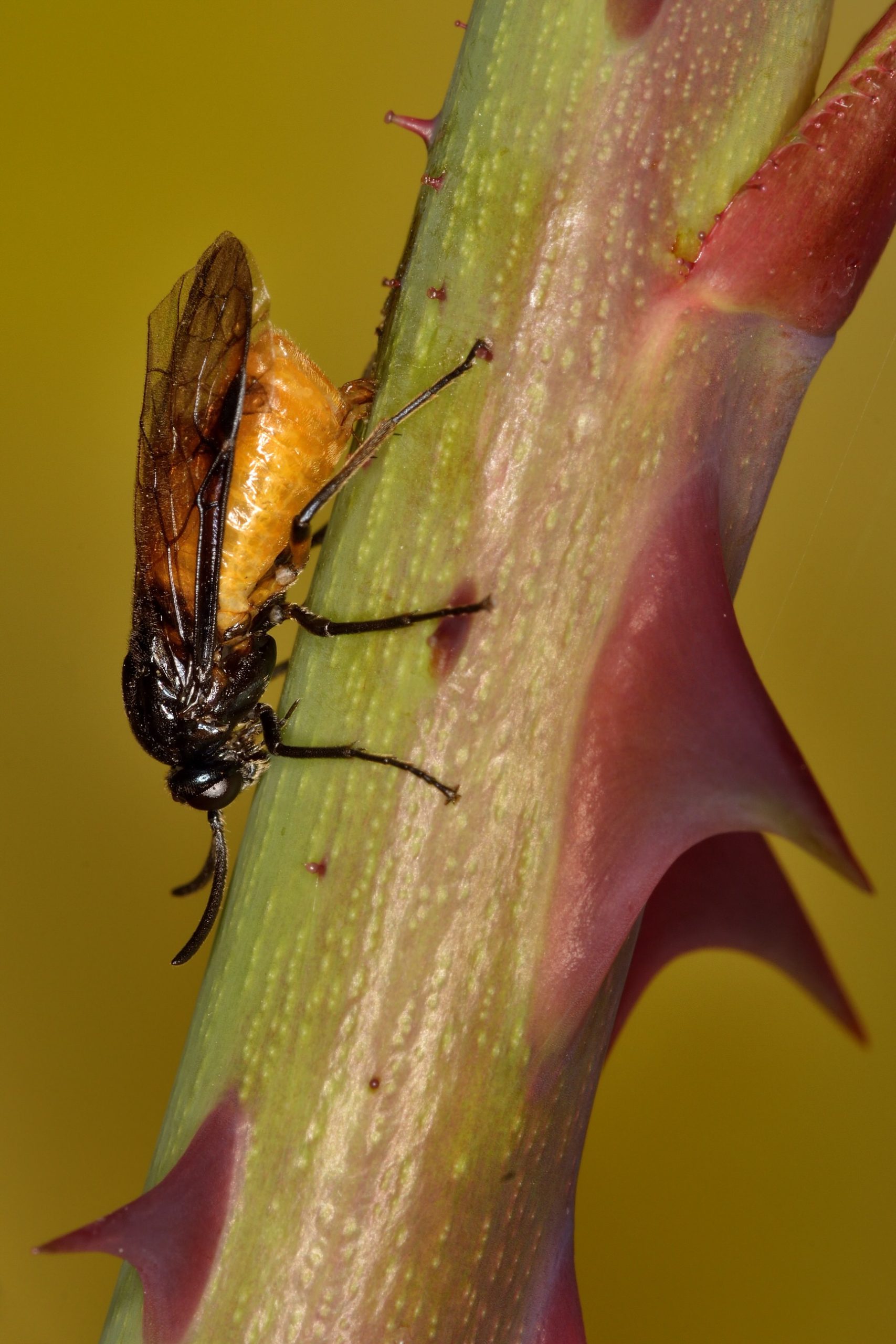 This large rose sawfly, Arge pagana, was laying eggs on a rose bush by the photographer’s front door. Anthony Cooper observed it as it gradually worked its way down the stem, moving slightly between each insertion of its ovipositor to lay the next egg.