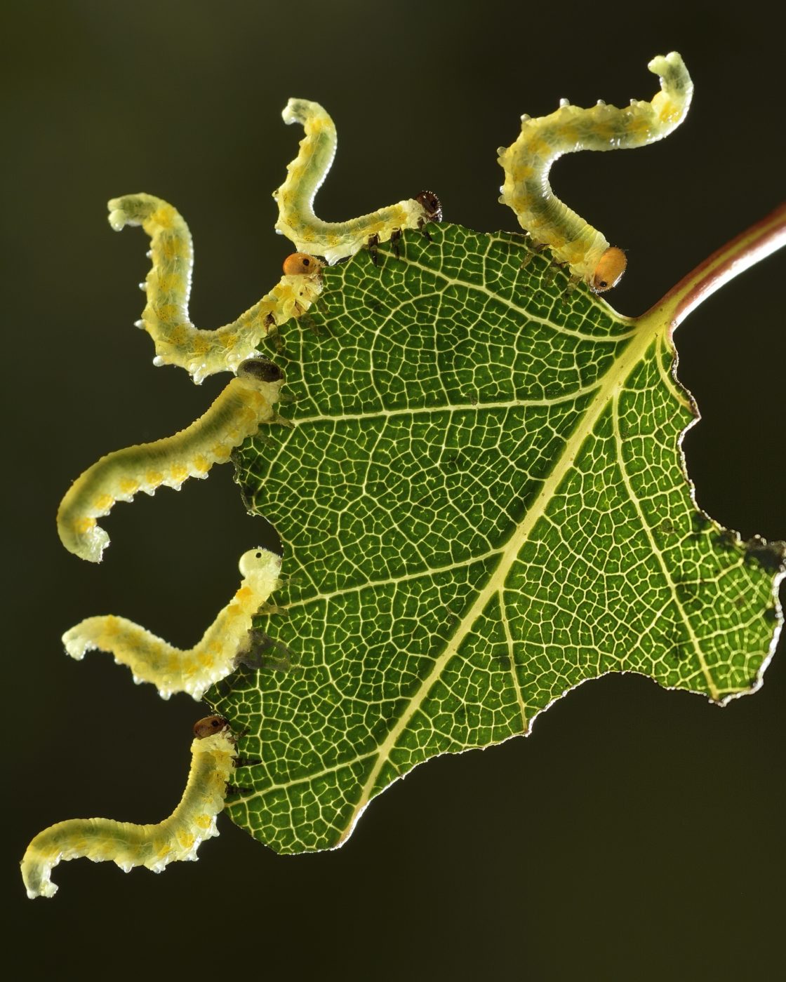 Sawflies eating a birch leaf