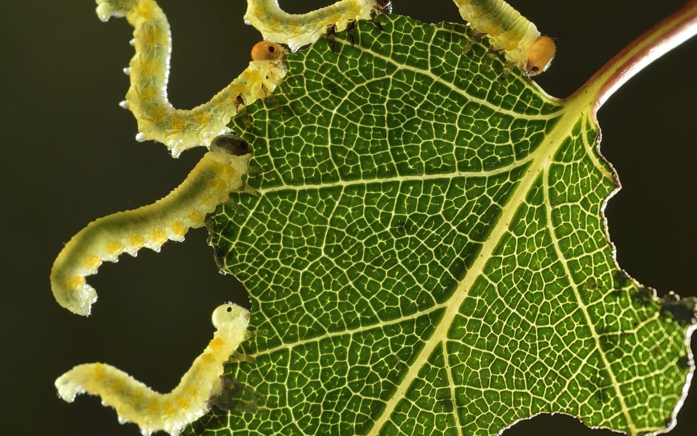 Sawflies eating a birch leaf